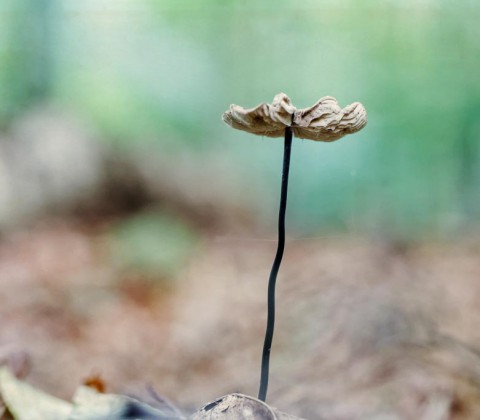 OD15_5D3_07761_Wald_DxO_#1