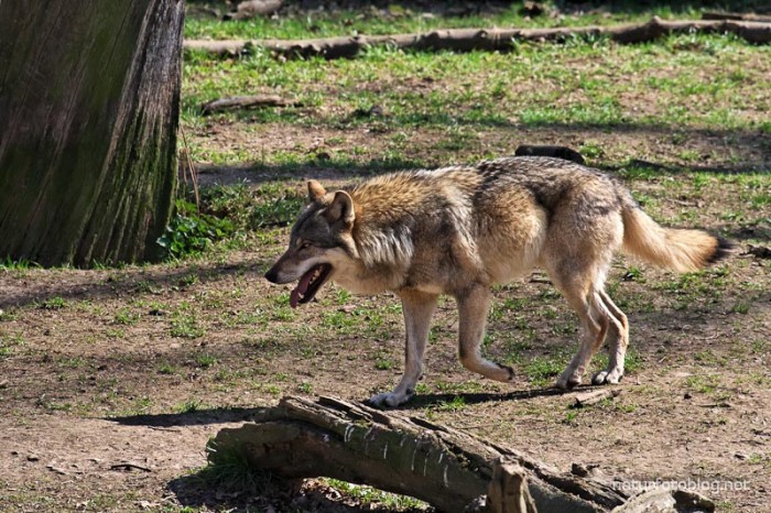 Wolf (Wisentgehege Springe)