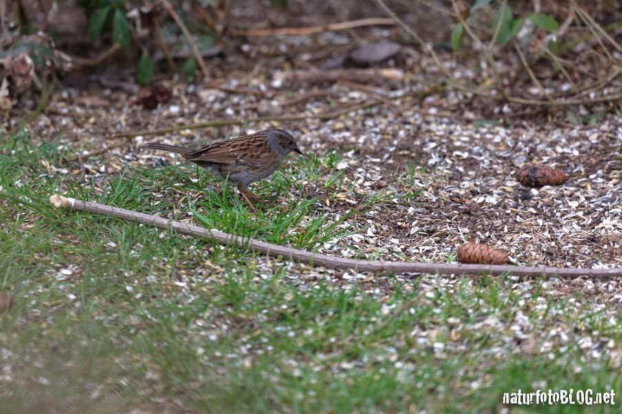 Ein Tag im Garten naturfotoBLOG