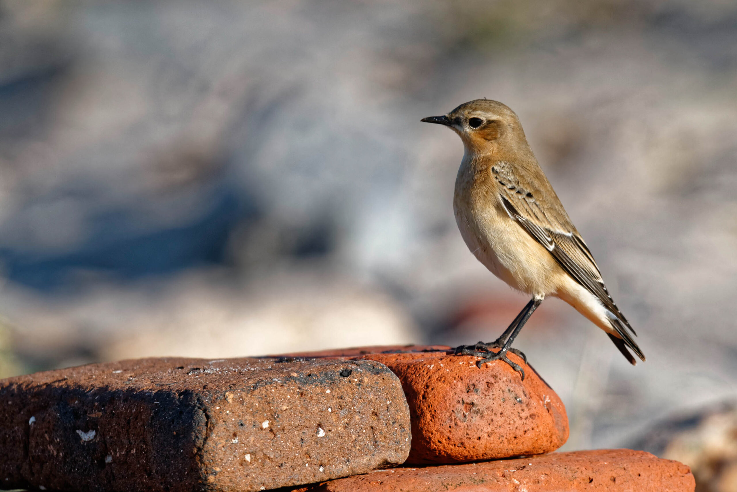 Das Bild zeigt einen Steinschmätzer (Anthus spinoletta) auf einem gestapelten Ziegelstein. Der Vogel ist in voller Pracht dargestellt, mit einem braunen Rücken, einem helleren Bauch und einem weißen Schwanz. Er blickt nach rechts, sein Schnabel ist leicht geöffnet. Der Hintergrund ist unscharf und besteht aus Steinen und möglicherweise dem Meer. Das Bild wurde im Oktober 2011 auf Helgoland aufgenommen.