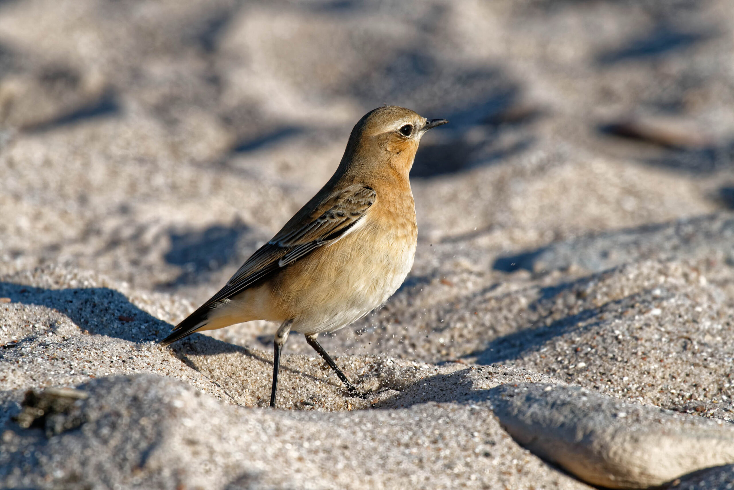 Das Bild zeigt einen Steinschmätzer (Anthus spinoletta) auf hellem, feinkörnigem Sand. Der Vogel ist in Profil zu sehen und blickt nach rechts. Sein Gefieder ist überwiegend braun und grau, mit einem helleren Bauch. Der Sand ist dicht und bedeckt den gesamten Vordergrund und einen Teil des Hintergrunds. Die Beleuchtung ist weich und gleichmäßig, was die Details des Vogels und des Sandes hervorhebt. Der Fokus liegt auf dem Vogel, der scharf und detailliert dargestellt ist. Der Hintergrund ist leicht unscharf, was den Vogel noch mehr hervorhebt.