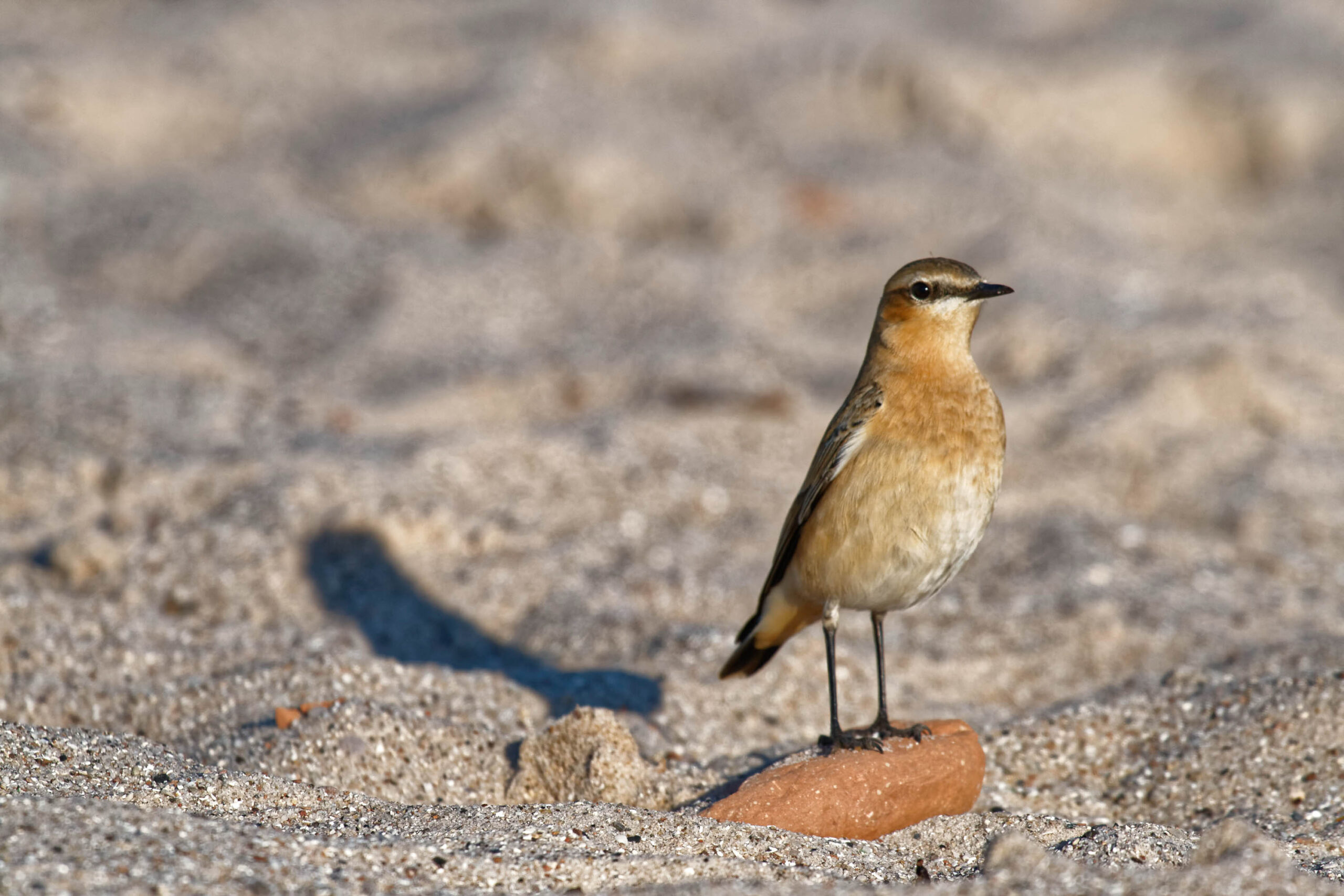 Helgoland „RELOADED“