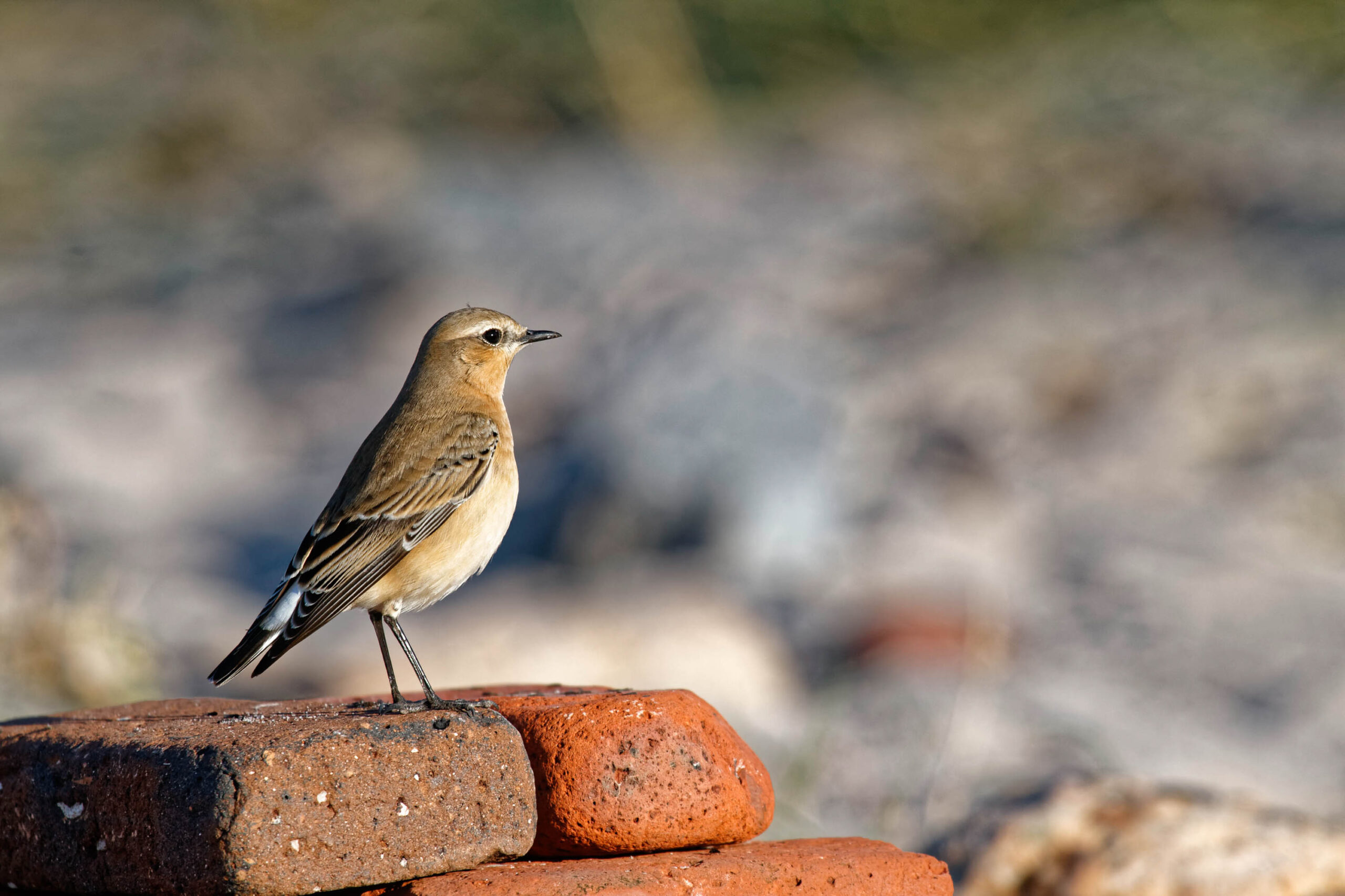 Das Bild zeigt einen Steinschmätzer (Anthus spinoletta) auf einem Stapel Ziegelsteine. Der Vogel ist in voller Pracht dargestellt, mit einem braunen Rücken, einem weißen Bauch und einem schwarzen Muster auf dem Schwanz. Er blickt nach rechts, den Kopf leicht geneigt. Der Hintergrund ist unscharf und besteht aus Steinen und Sand. Das Bild wurde im Oktober 2011 auf Helgoland aufgenommen.