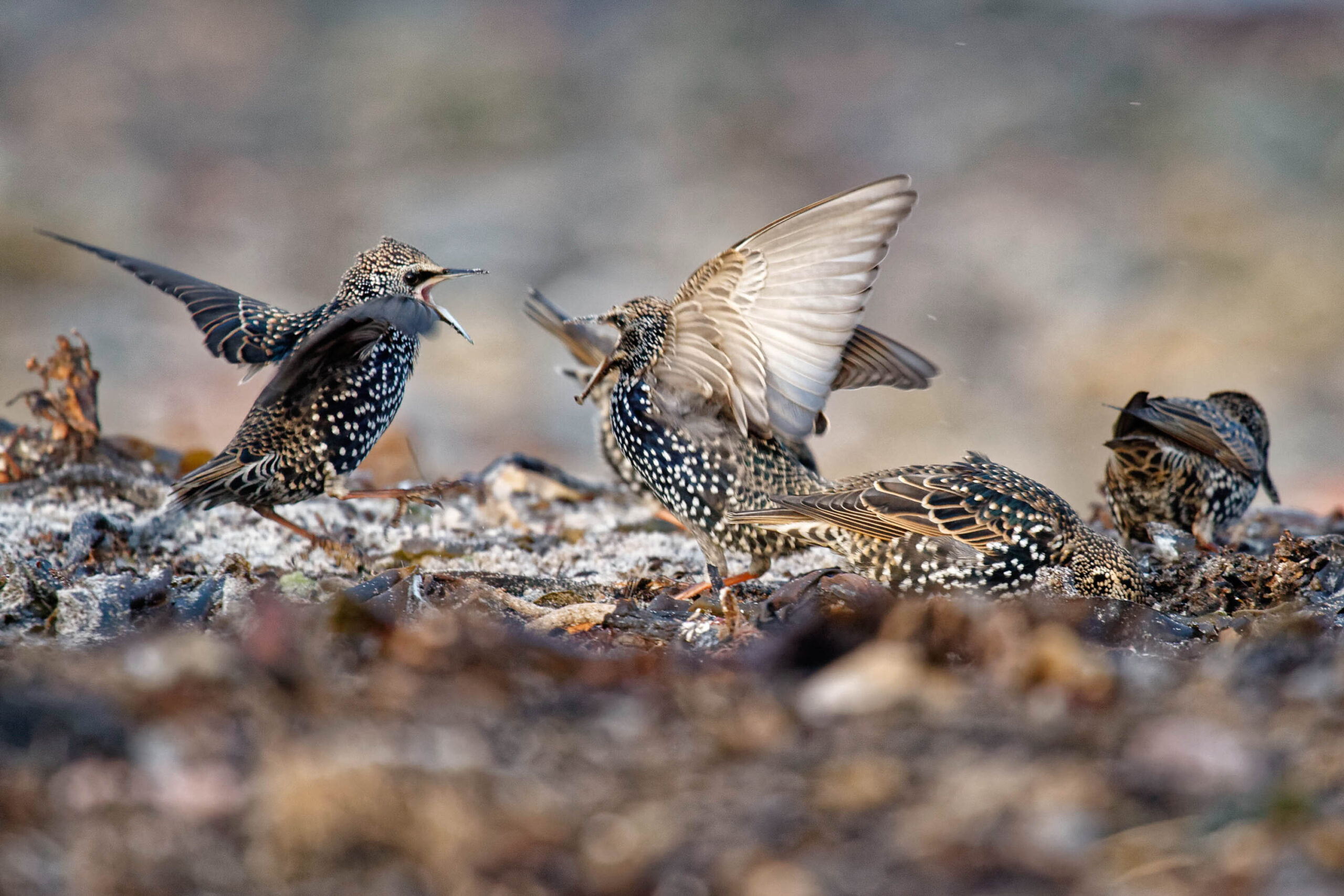 Das Foto zeigt eine Gruppe von Starvögeln (Sturnus vulgaris) in der Luft. Einige Vögel haben ihre Flügel ausgebreitet, während andere ihre Flügel zusammenhalten. Der Hintergrund besteht aus braunem Gestrüpp und weißem Sand. Das Foto wurde im Oktober 2011 auf Helgoland aufgenommen.