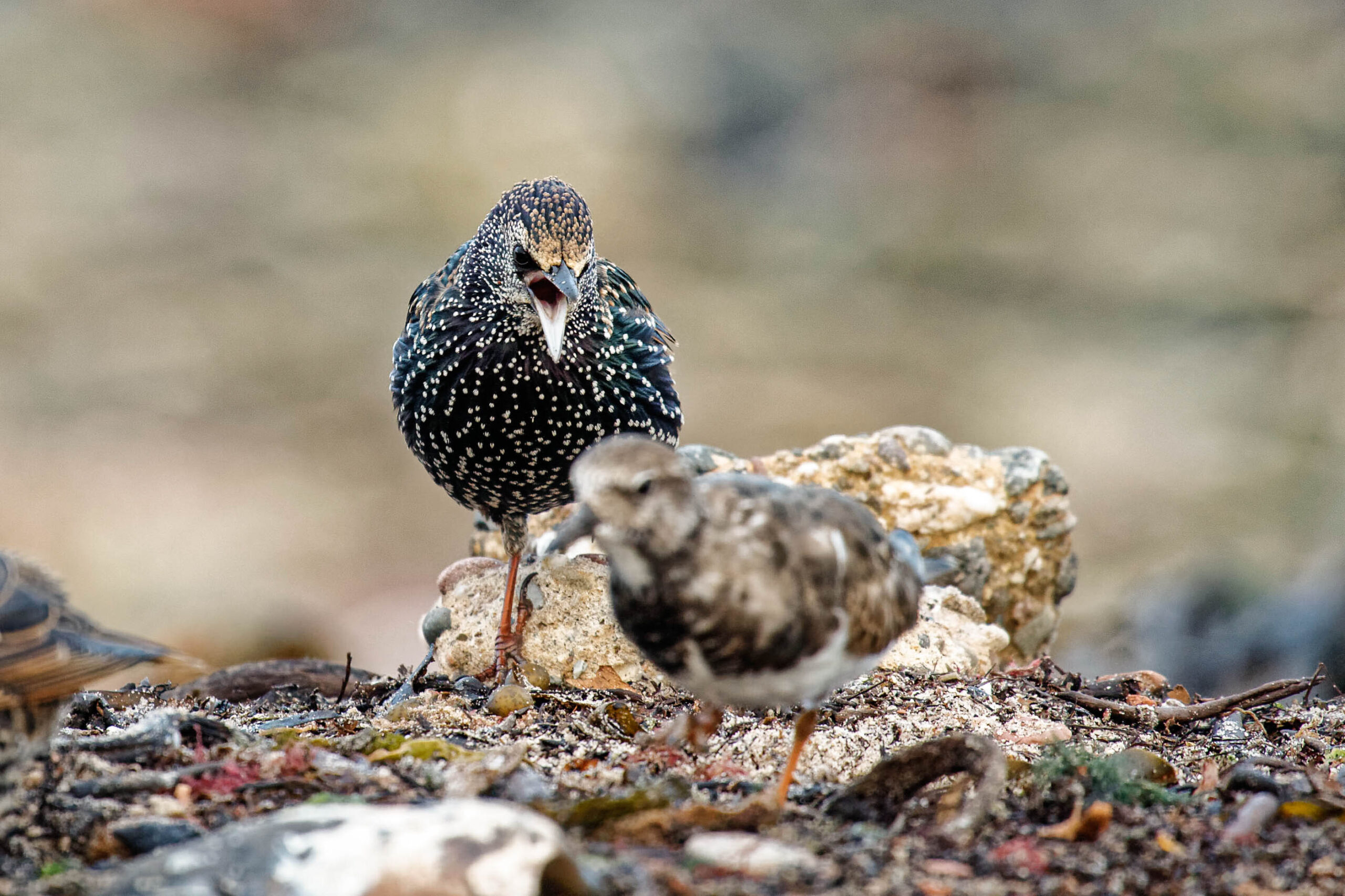 Das Bild zeigt zwei Küstenvögel auf einem felsigen Strand. Der vordere Vogel ist etwas unscharf und im Profil zu sehen. Der hintere Vogel, der im Fokus liegt, steht aggressiv auf einem Felsen und scheint den vorderen Vogel anzuschreien. Der Hintergrund besteht aus einem Mix aus Felsen, Sand und Algen. Die Farben sind gedämpft, was auf eine kühle, möglicherweise bewölkte Tageszeit hindeutet. Der Fokus liegt auf den Vögeln, die im Mittelpunkt des Bildes stehen.
