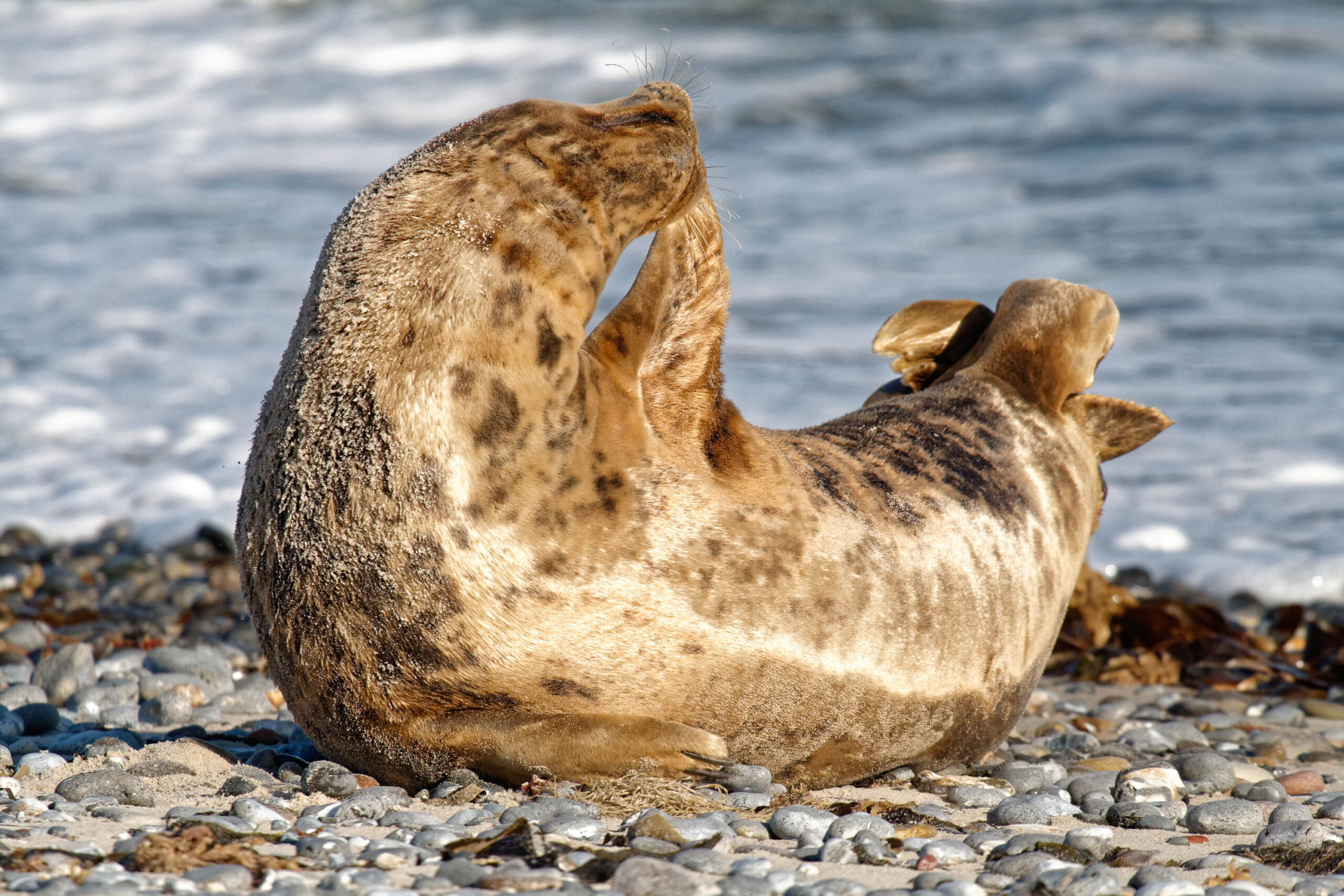 Das Bild zeigt eine Kegelrobbe ( *Halichoerus grypus* ) in Rückenansicht, die auf einem Kiesstrand liegt. Die Robbe putzt sich mit ihren Vorderpfoten. Der Strand besteht aus grauen und braunen Kieselsteinen. Im Hintergrund ist das Meer zu sehen, das leicht wellig ist. Das Licht ist hell und scheint von oben. Die Robbe hat ein dichtes, braun-graues Fell. Die Umgebung deutet auf einen Küstenabschnitt hin, wahrscheinlich auf einer Insel.
