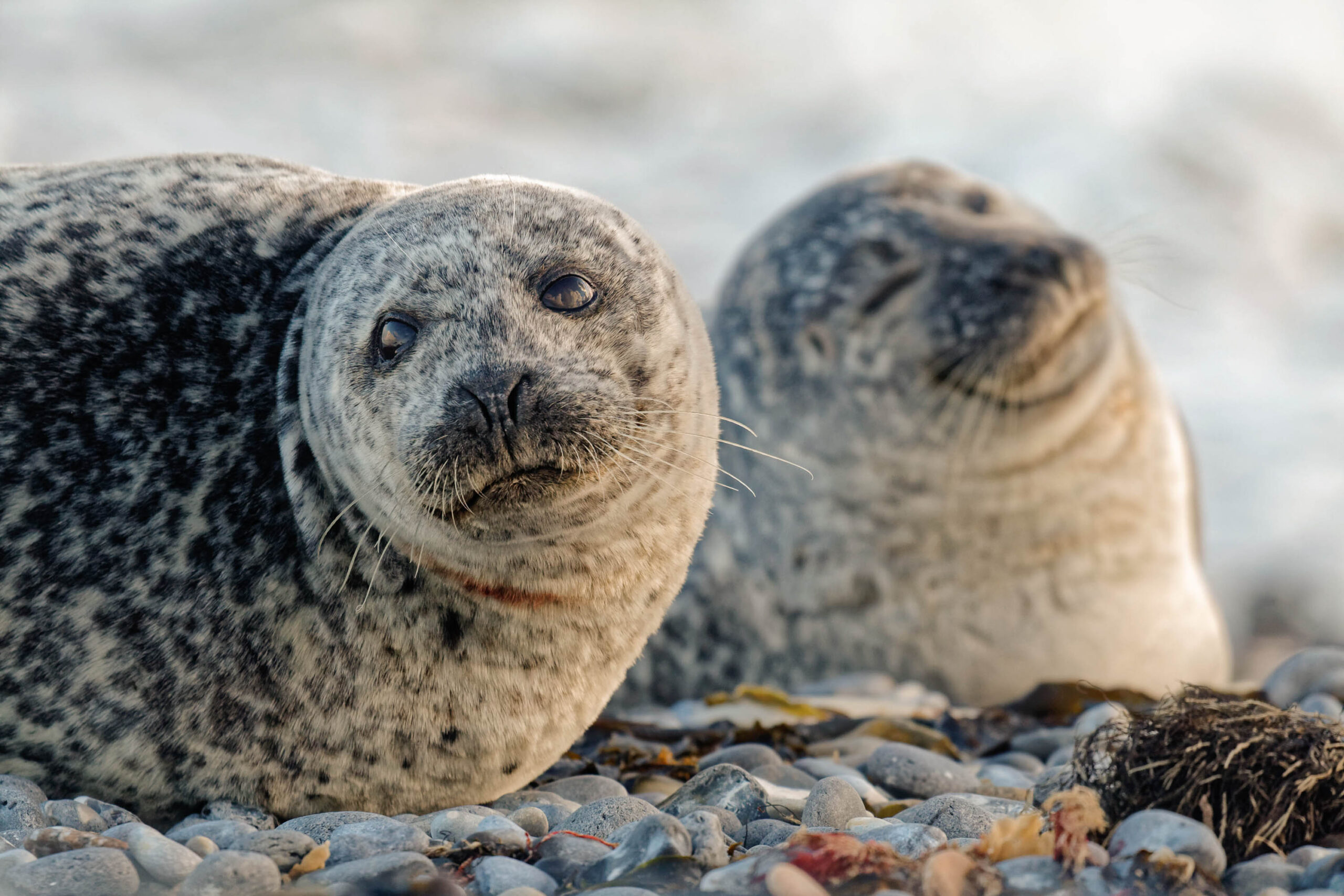 Das Bild zeigt zwei Seehunde auf einem Kiesstrand. Die Robben liegen dicht beieinander, wobei eine direkt in die Kamera schaut. Der Strand besteht aus grauen Kieselsteinen und etwas Algenbewuchs. Im Hintergrund ist das Meer zu sehen, das leicht im Dunst liegt. Das Licht ist weich und diffus, was eine ruhige und friedliche Atmosphäre schafft. Die Robben wirken neugierig und entspannt.