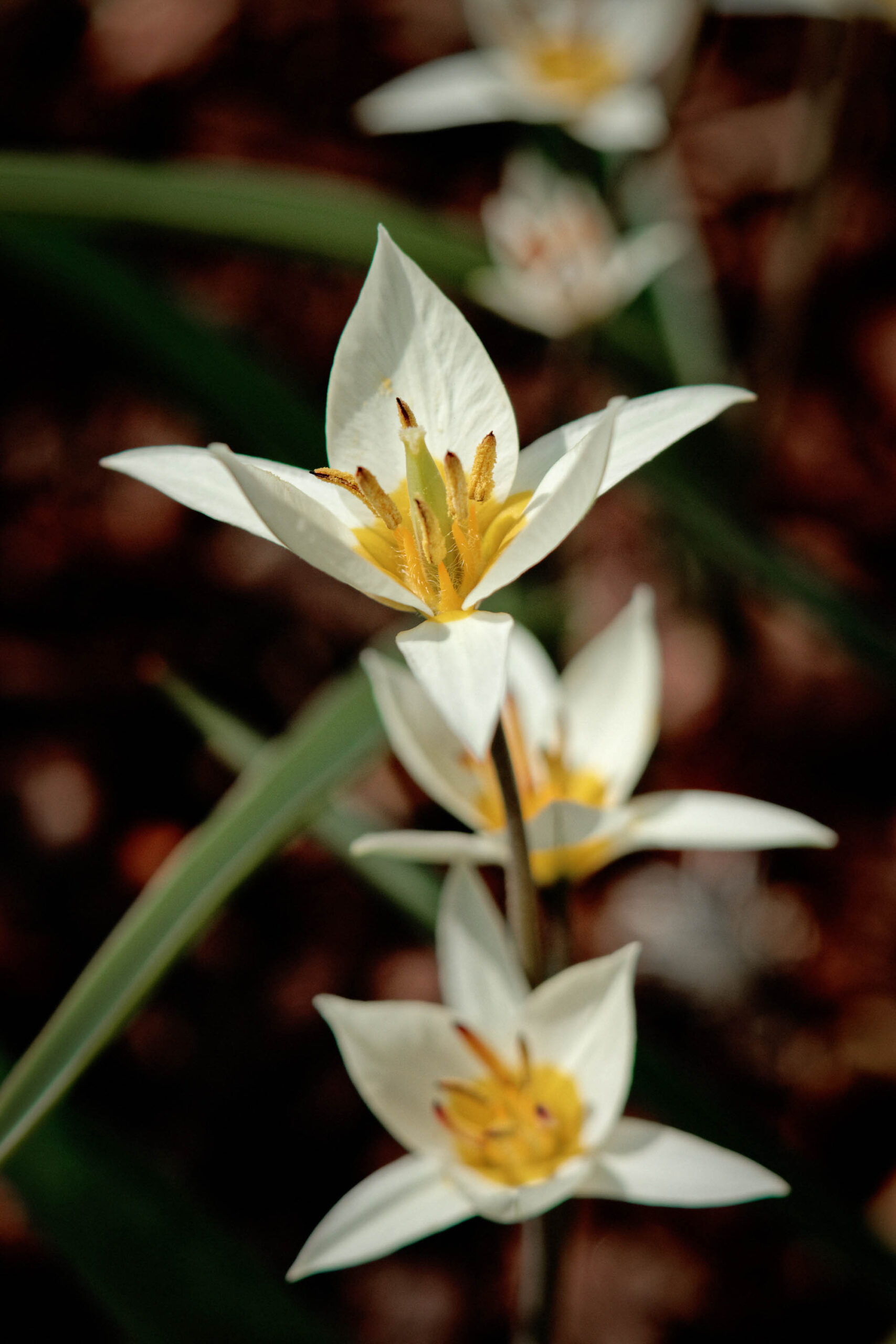 Eine Nahaufnahme zeigt mehrere weiße Garten-Narzissen (Narcissus) in voller Blüte. Die Blütenblätter sind reinweiß und strahlen von einem gelben Zentrum mit deutlichen Staubgefäßen aus. Die Blüten sind an dünnen, grünen Stängeln angeordnet, die sich elegant vom dunklen Hintergrund abheben. Die Schärfentiefe ist gering, was den Fokus auf die Blüten verstärkt und den Hintergrund verschwommen darstellt. Die Komposition ist einfach und elegant, was die Schönheit der Blumen hervorhebt. Der Hintergrund ist dunkel und unscharf, was die Aufmerksamkeit auf die weißen Blüten lenkt. Die Beleuchtung ist weich und gleichmäßig, was die Farben der Blumen hervorhebt.