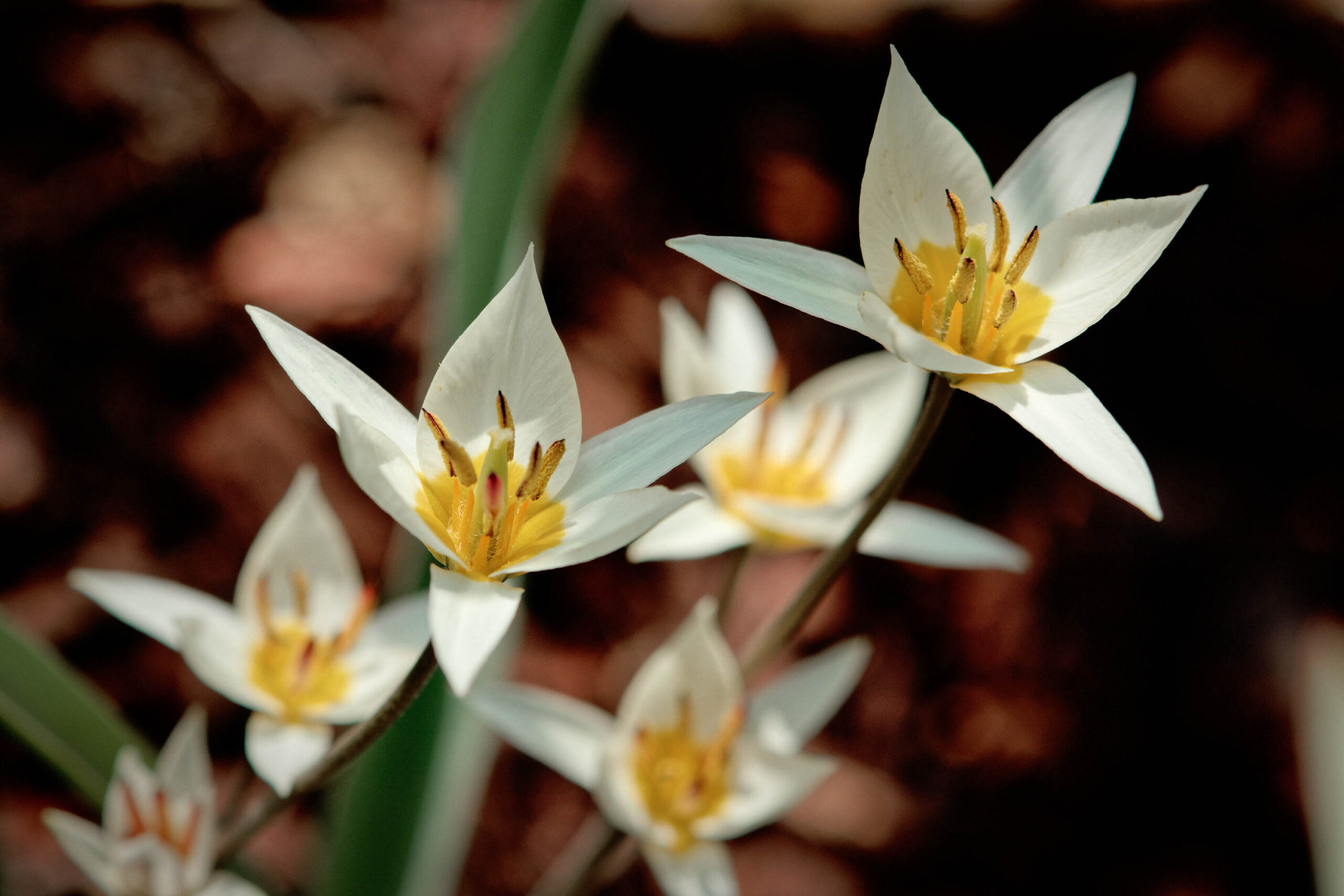Eine Nahaufnahme zeigt mehrere zarte, weiße Lilienblumen, deren gelben Staubgefäße deutlich hervortreten. Die Blütenblätter sind schlank und elegant. Der Hintergrund ist dunkel und verschwommen, was die Aufmerksamkeit auf die filigranen Blüten lenkt. Die Aufnahme vermittelt einen Eindruck von Frische und Zartheit.