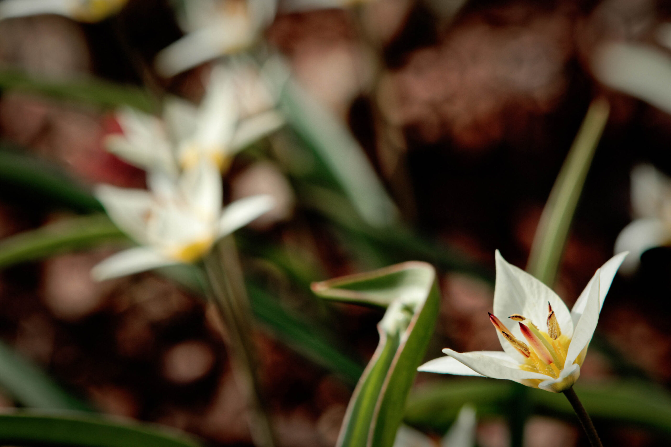 Die Aufnahme zeigt eine Nahaufnahme von weißen Blüten, die aus dem Grün des Rasens herausragen. Die Blütenblätter sind lang und spitz, und die Blüten haben einen zarten, fast durchscheinenden Look. Der Hintergrund ist dunkel und verschwommen, was die Blüten in den Vordergrund rückt. Die Aufnahme vermittelt ein Gefühl von Zartheit und Schönheit.