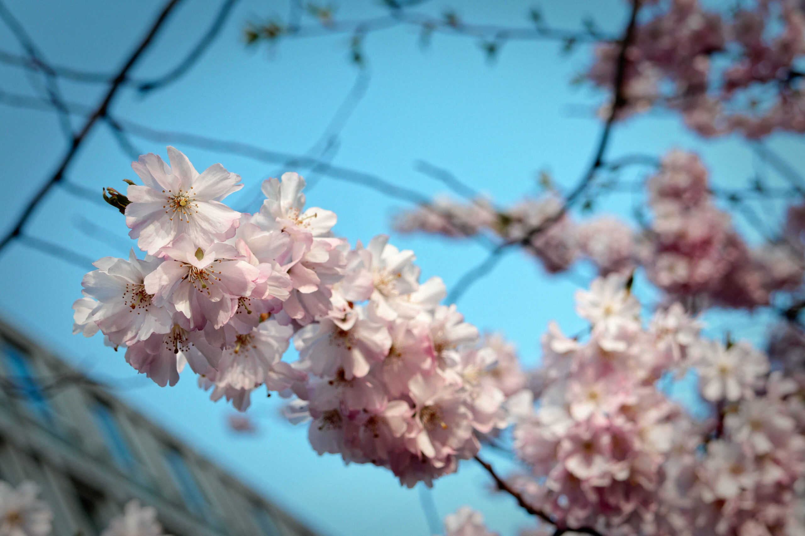 Das Bild zeigt eine Nahaufnahme von blühenden Kirschblüten vor einem strahlend blauen Himmel. Die Blüten sind in verschiedenen Rosatönen gehalten und wirken zart und filigran. Im Vordergrund sind Äste zu sehen, die das Bild strukturieren und einen natürlichen Rahmen bilden. Die Aufnahme fängt die Schönheit und Vergänglichkeit der Kirschblüte ein, ein Symbol für den Frühling und Neubeginn.