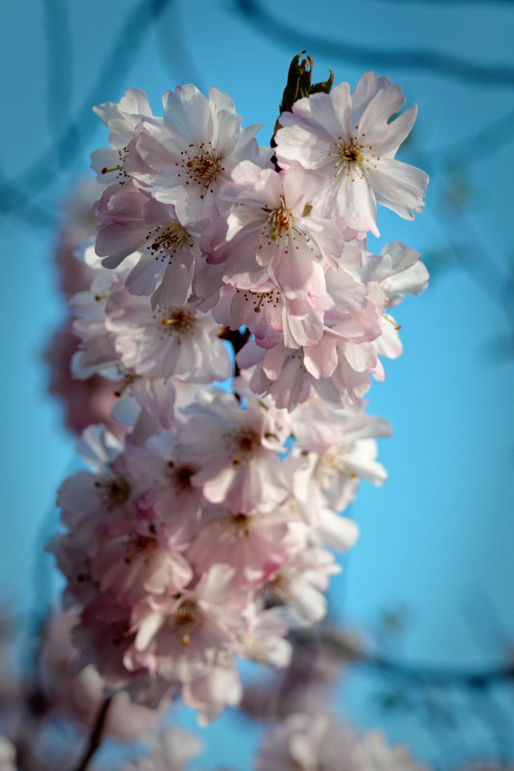 Das Bild zeigt eine Nahaufnahme von Kirschblüten, die in voller Blüte stehen. Die Blüten sind in verschiedenen Rosatönen gehalten und stehen dicht an dicht. Im Hintergrund ist ein blauer Himmel zu sehen. Das Bild ist scharf und gut belichtet. Es vermittelt ein Gefühl von Frühlingserwachen und Schönheit.