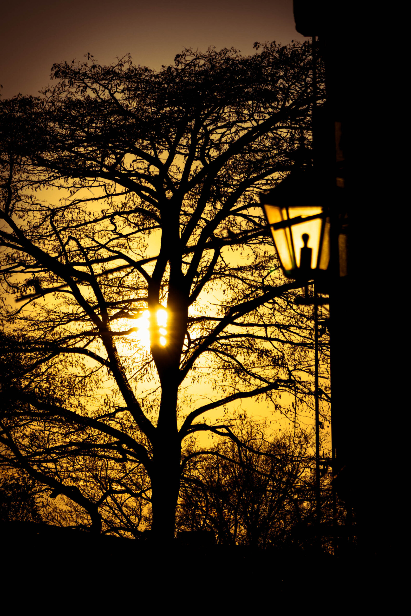 Das Bild zeigt eine dramatische Silhouette eines Baumes vor einem warmen, goldenen Sonnenuntergangshimmel. Die Äste des Baumes sind detailliert dargestellt und bilden ein komplexes Muster. Im Vordergrund steht eine klassische Straßenlaterne, die ebenfalls im Schatten liegt. Die Komposition erzeugt eine stimmungsvolle und fast mystische Atmosphäre. Die Belichtung betont die Kontraste und verstärkt die Silhouette des Baumes und der Laterne.