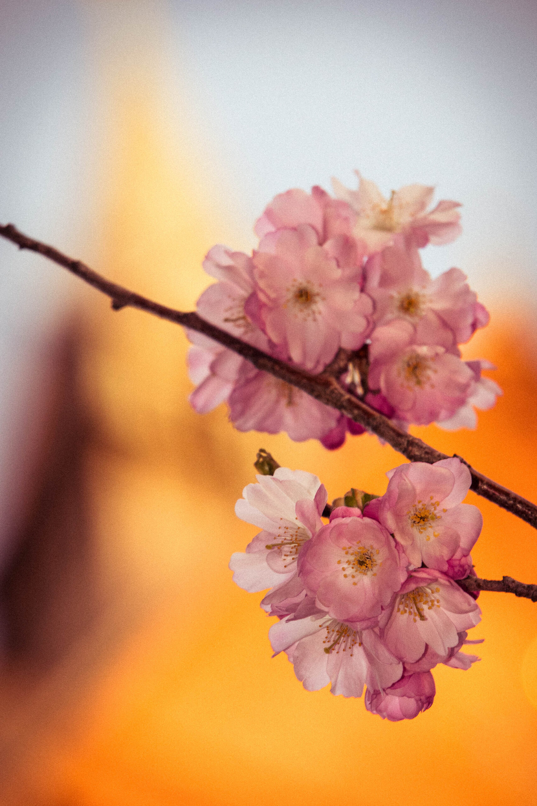 Das Bild zeigt eine Nahaufnahme von Kirschblüten, die an einem Ast hängen. Die Blüten sind in verschiedenen Rosatönen gehalten und wirken sehr zart. Der Hintergrund ist warm und verschwommen, was die Blüten noch mehr hervorhebt. Das Bild vermittelt ein Gefühl von Frühling und Schönheit.