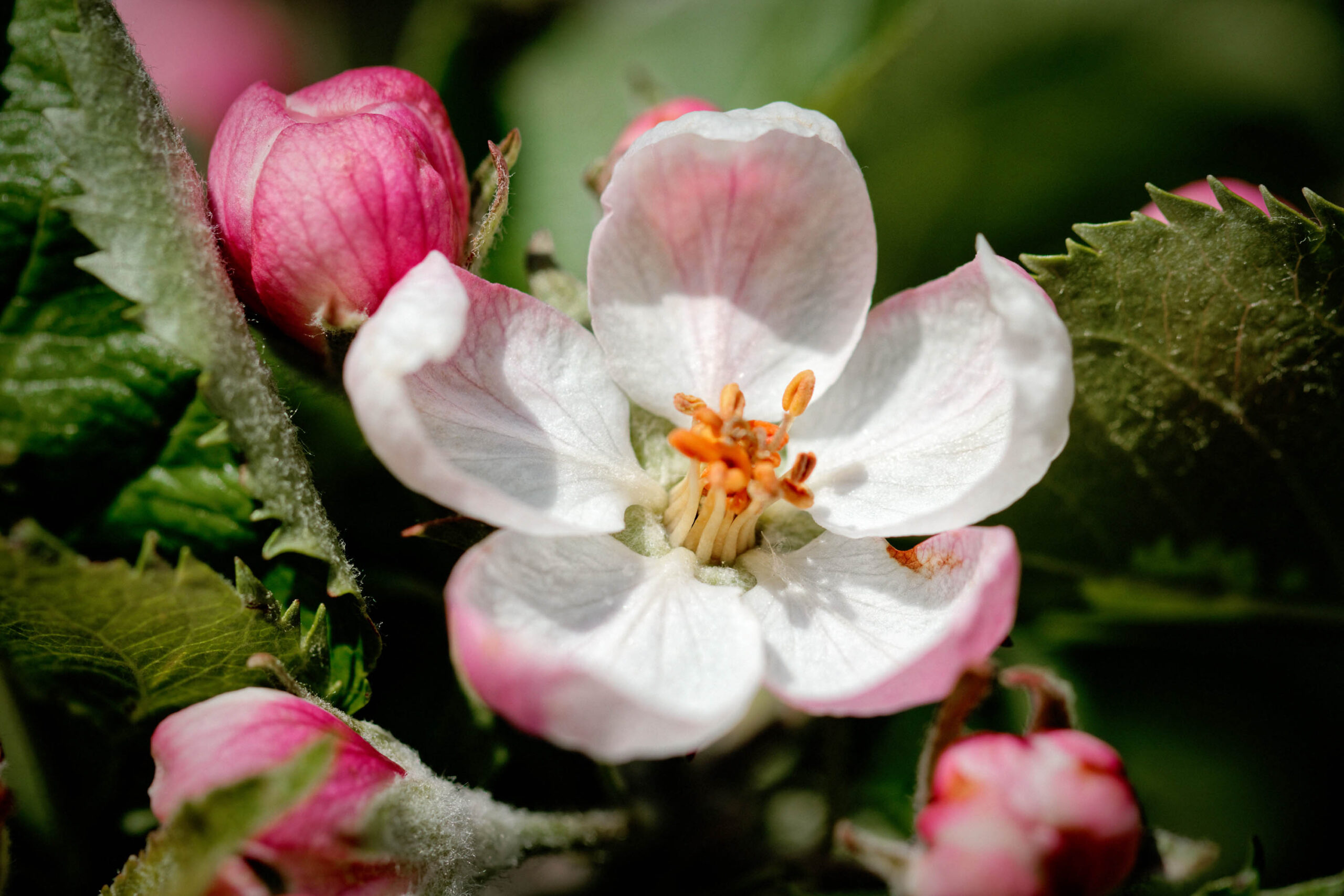 Das Bild zeigt eine Nahaufnahme einer blühenden Pflanze, vermutlich ein Apfelbaum oder eine verwandte Art, im Frühling. Die zentrale Blüte ist vollständig geöffnet und zeigt ihre weißen Blütenblätter und das gelb-orangefarbene Zentrum mit Staubgefäßen. Um die geöffnete Blüte herum befinden sich mehrere rosa Knospen, die sich noch nicht vollständig geöffnet haben. Die Blätter sind dunkelgrün und haben eine leicht behaarte Oberfläche. Das Bild ist scharf und zeigt die Details der Blüten und Blätter sehr gut. Der Hintergrund ist unscharf, was den Fokus auf die Hauptmotive lenkt.