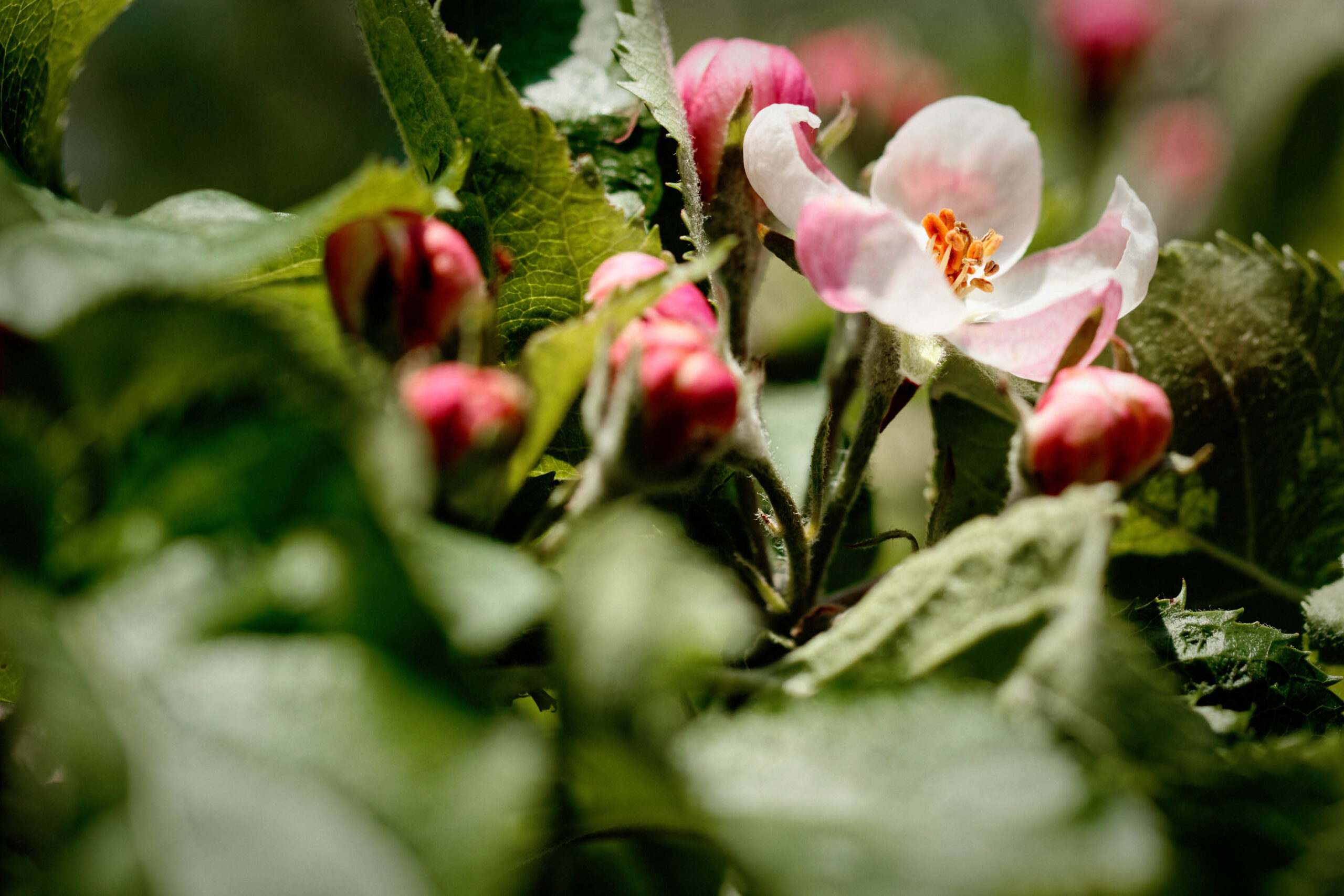 Das Bild zeigt eine Nahaufnahme von Apfelblüten in einem Garten. Die Blüten sind in verschiedenen Stadien der Entfaltung, einige sind noch Knospen, andere sind bereits offen und zeigen ihre zarten Blütenblätter. Die Blüten sind in einem hellen Rosa-Weiß gehalten und wirken sehr filigran. Im Hintergrund sind grüne Blätter zu sehen, die die Blüten umrahmen. Das Bild ist in einem weichen, verträumten Stil gehalten und vermittelt ein Gefühl von Frühlingserwachen und Schönheit.