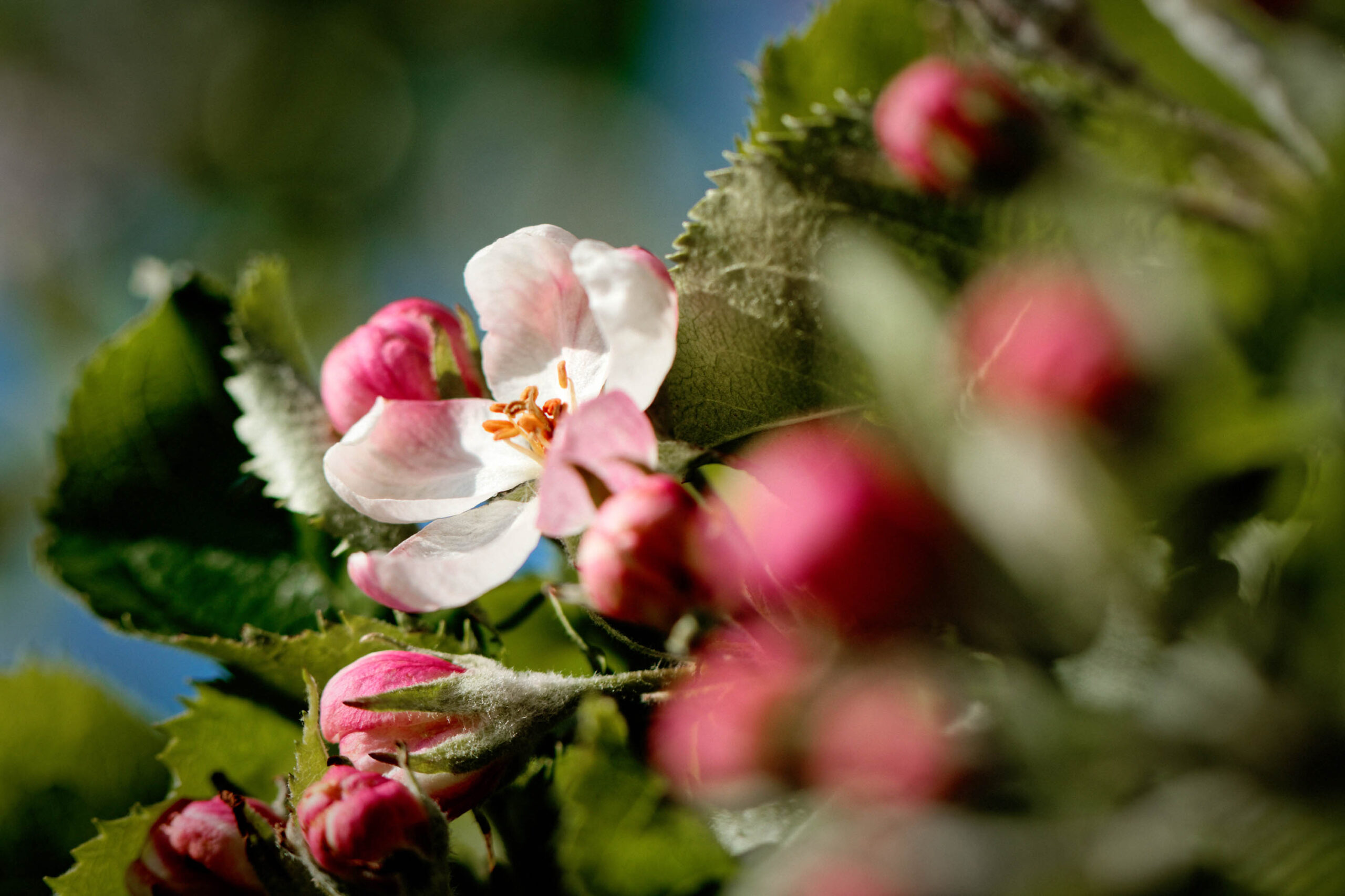 Das Bild zeigt eine Nahaufnahme einer Apfelblüte im Frühling. Die Blüte ist weiß und hat eine zarte Struktur. Im Hintergrund sind weitere Blütenknospen in verschiedenen Rosatönen zu sehen. Die Blätter sind dunkelgrün und bilden einen schönen Kontrast zu den Blüten. Das Bild ist gut belichtet und hat eine angenehme Farbwiedergabe. Es vermittelt ein Gefühl von Frische und Schönheit.