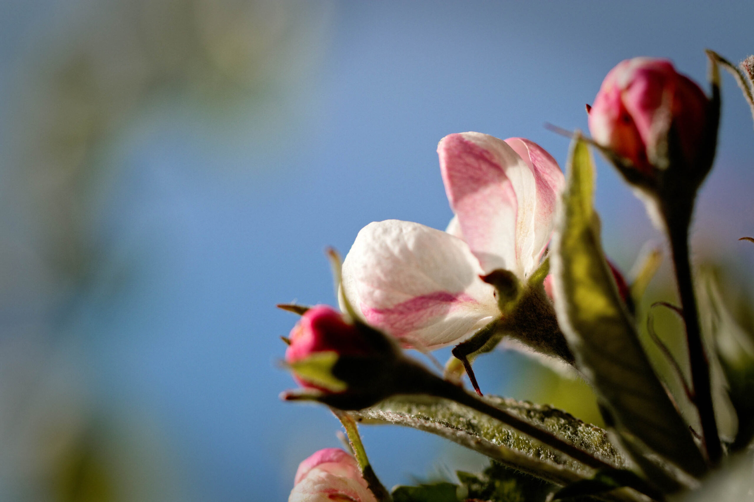 Das Bild zeigt eine Nahaufnahme von Kirschblütenknospen, die sich in einem Garten im Frühling öffnen. Die Knospen sind in verschiedenen Stadien der Entfaltung, einige sind noch geschlossen und zeigen eine rosa Farbe, während andere bereits ihre weißen Blütenblätter entfalten. Die Blüten sind von einem hellen, blauen Himmel umgeben, der einen schönen Kontrast bildet. Das Bild vermittelt ein Gefühl von Frische, Schönheit und Hoffnung.