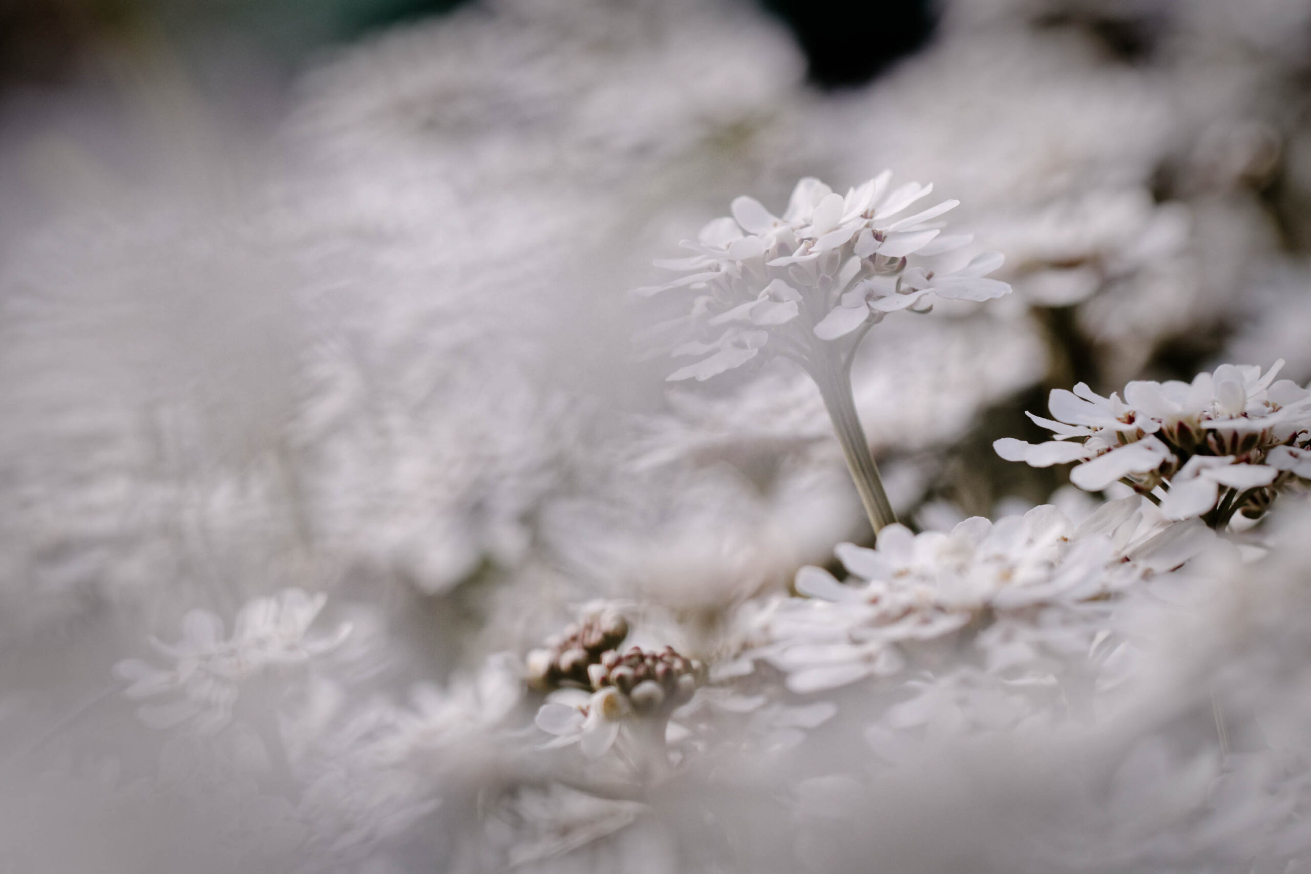 Eine detaillierte Nahaufnahme eines weißen Blütenstandes, der sich aus einem verschwommenen Hintergrund aus ähnlichen Blüten erhebt. Die Blüten sind klein und dicht beieinander, geordnet um einen zentralen Stiel. Die Textur der Blütenblätter ist sichtbar, und das Licht betont die zarten Details. Der Hintergrund ist unscharf, was den Fokus auf den zentralen Blütenstand lenkt. Die Farbpalette ist monochrom, was eine ruhige und friedliche Atmosphäre schafft.