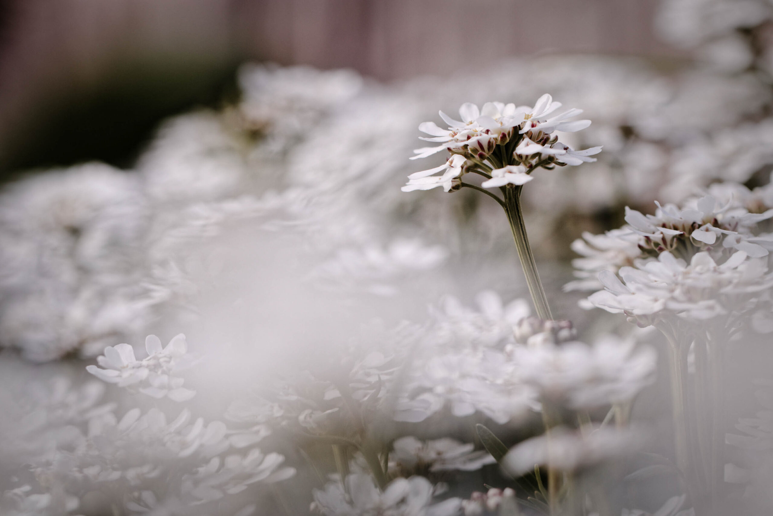 Eine eindringliche Schwarzweißaufnahme einer einzelnen weißen Blüte, die sich aus einem verschwommenen Feld ähnlicher Blüten erhebt. Die Blüte ist scharf fokussiert, während der Hintergrund in weichem, verschwommenen Weiß dargestellt wird. Die Komposition erzeugt ein Gefühl von Isolation und Schönheit in der Einfachheit. Die Aufnahme fängt die zarte Textur der Blütenblätter und die filigrane Struktur des Stiels ein. Die monochrome Farbpalette verstärkt die dramatische Wirkung und lenkt die Aufmerksamkeit auf die Details der Blüte.
