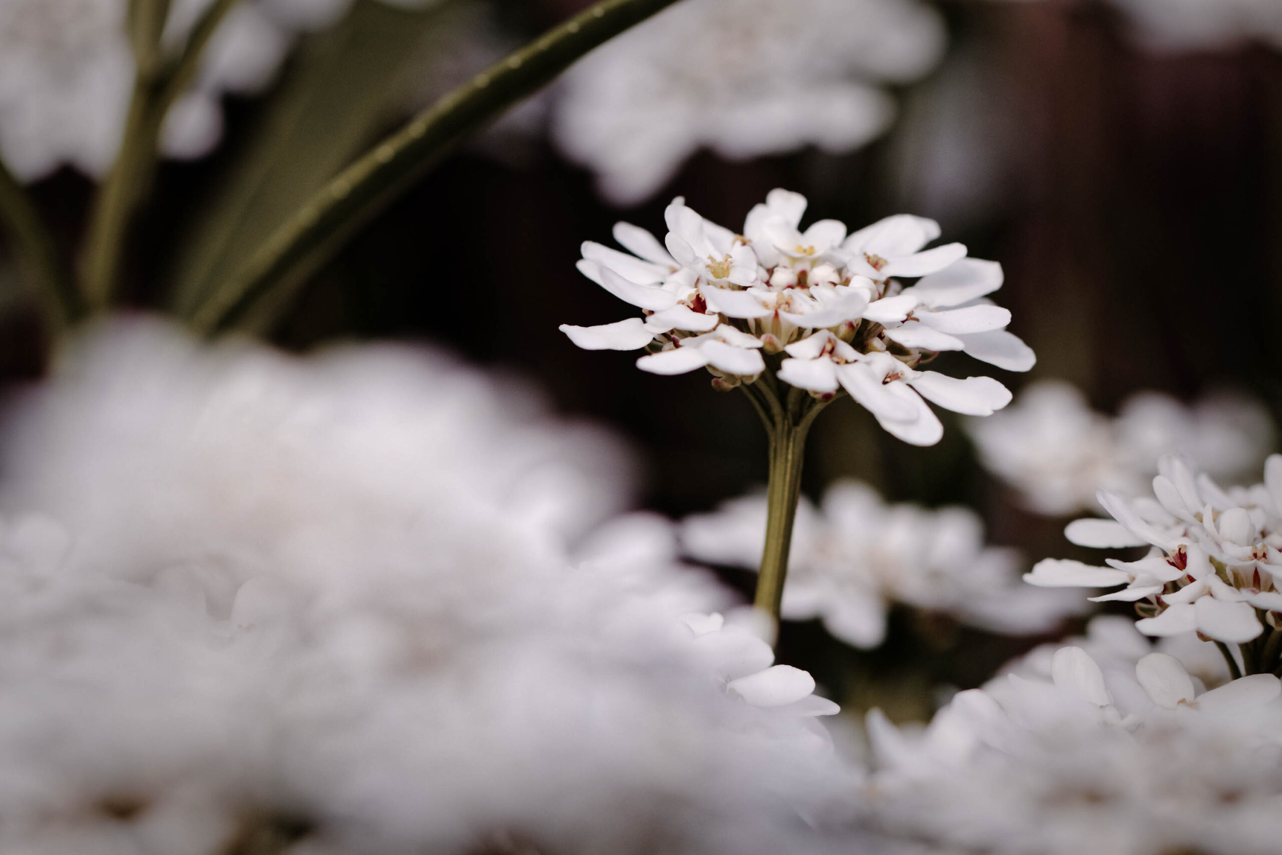 Eine detaillierte Nahaufnahme einer einzelnen weißen Blüte, die sich gegen einen verschwommenen Hintergrund aus weiteren Blütenblättern abhebt. Die Blüte ist zart und filigran, mit vielen kleinen Blütenblättern, die sich um einen zentralen Kern anordnen. Der lange, dünne Stiel der Blüte ist deutlich sichtbar und verleiht ihr eine elegante Ausstrahlung. Die Farbgebung ist überwiegend weiß, mit subtilen Schattierungen, die durch das Lichtspiel entstehen. Der Hintergrund besteht aus weiteren Blütenblättern, die unscharf dargestellt sind und eine verträumte Atmosphäre schaffen. Die Komposition ist harmonisch und lenkt den Blick auf die Schönheit der einzelnen Blüte.