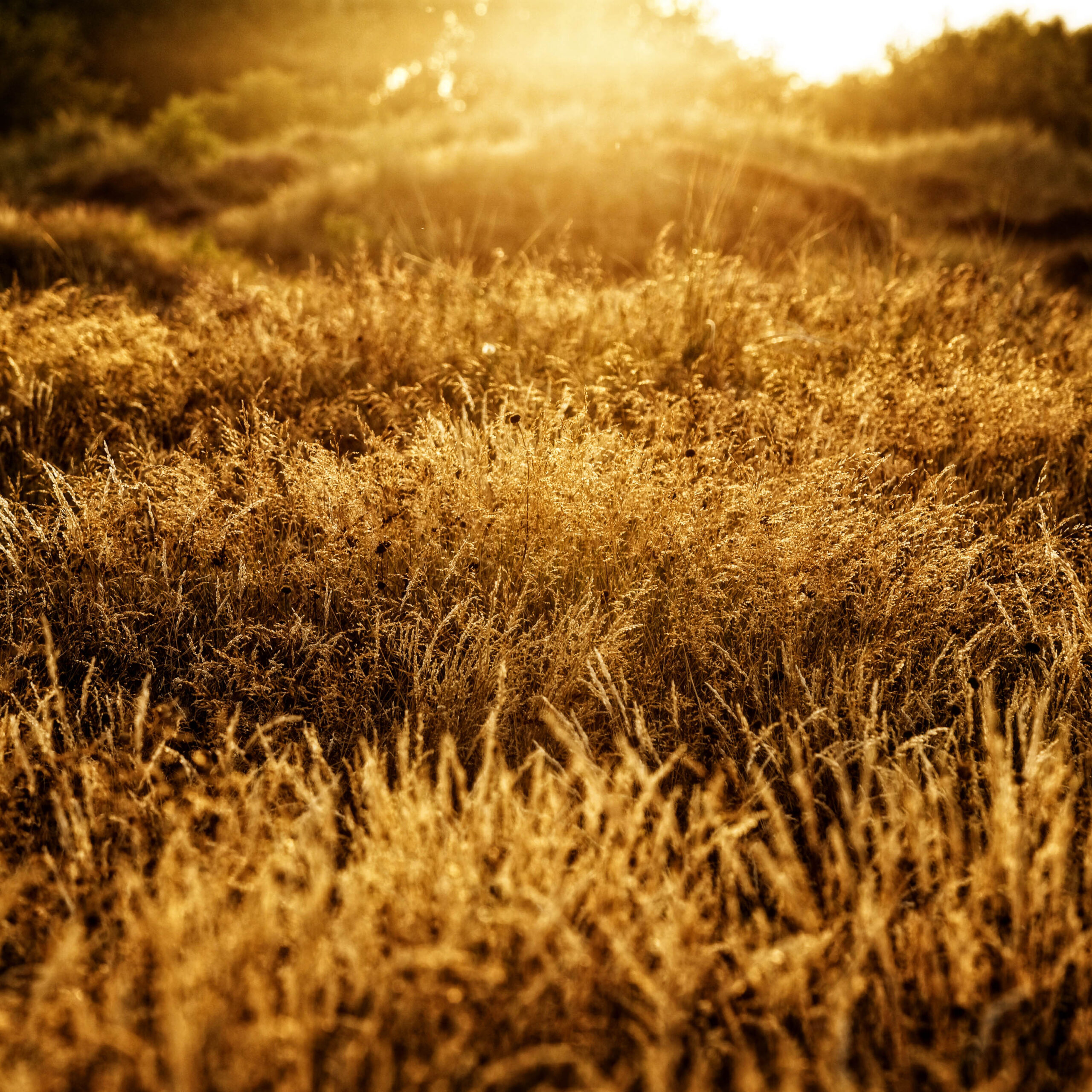 Im Sonnenlicht