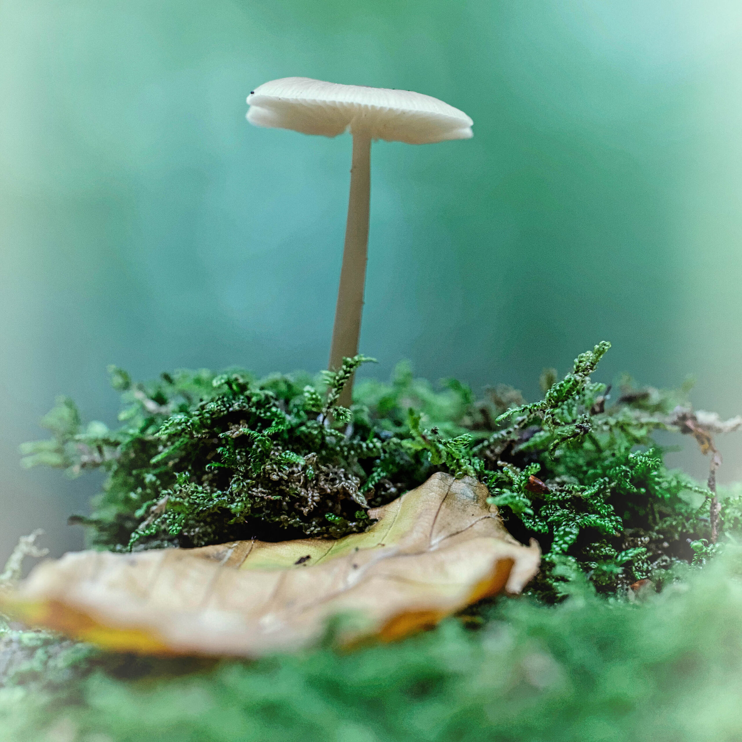Bäume und Pilze
