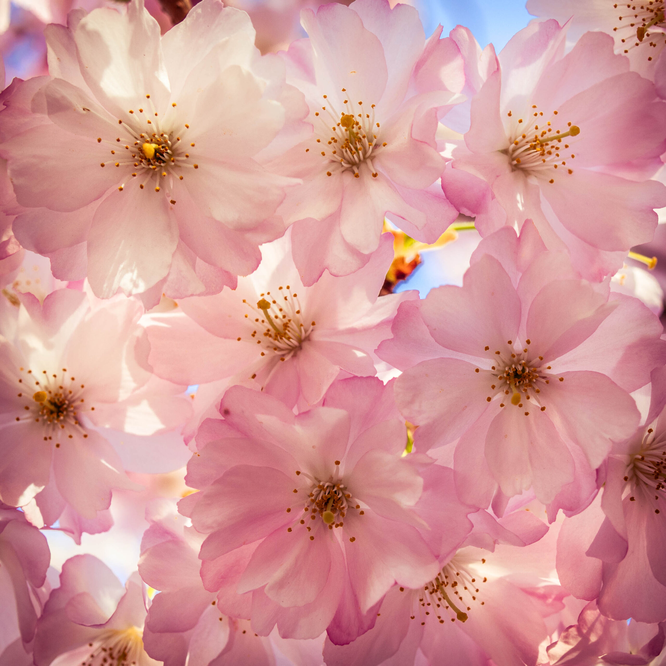 Das Bild zeigt eine Nahaufnahme von blühenden Kirschblüten. Die Blüten sind in verschiedenen Rosatönen gehalten und füllen den gesamten Bildausschnitt. Im Hintergrund sind verschwommene Himmelsbereiche erkennbar, die auf einen sonnigen Tag hindeuten. Die Schärfentiefe ist gering, was den Fokus auf die filigranen Details der Blüten verstärkt. Die Aufnahme vermittelt ein Gefühl von Frühlingserwachen und Schönheit.