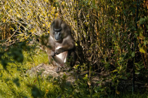Das Bild zeigt einen Schabensittich, der in einem dichten Buschwerk sitzt. Das Tier ist von der Sonne beschienen, was einen starken Kontrast zwischen Licht und Schatten erzeugt. Der Schabensittich scheint sich zu putzen oder zu pflegen, da er mit seinen Füßen an seinem Gefieder arbeitet. Das Buschwerk besteht aus verschiedenen Pflanzenarten, darunter Blätter und Zweige. Das Bild ist in einem Zoo aufgenommen worden, wahrscheinlich im Erlebniszoo Hannover.
