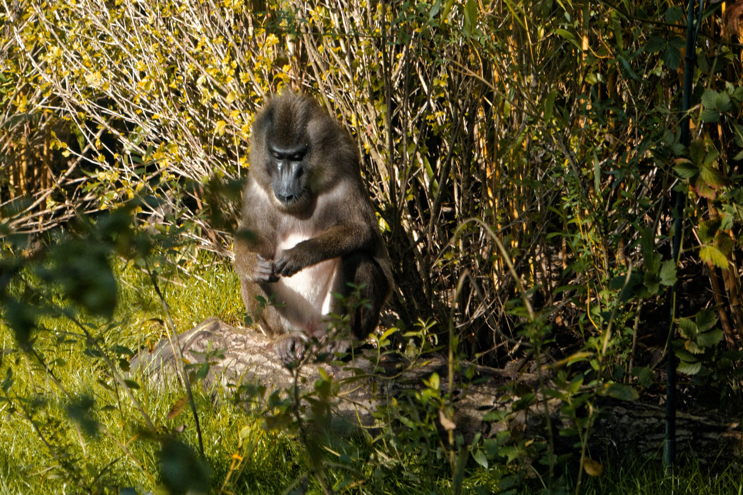 Das Bild zeigt einen Schabensittich, der in einem dichten Buschwerk sitzt. Das Tier ist von der Sonne beschienen, was einen starken Kontrast zwischen Licht und Schatten erzeugt. Der Schabensittich scheint sich zu putzen oder zu pflegen, da er mit seinen Füßen an seinem Gefieder arbeitet. Das Buschwerk besteht aus verschiedenen Pflanzenarten, darunter Blätter und Zweige. Das Bild ist in einem Zoo aufgenommen worden, wahrscheinlich im Erlebniszoo Hannover.