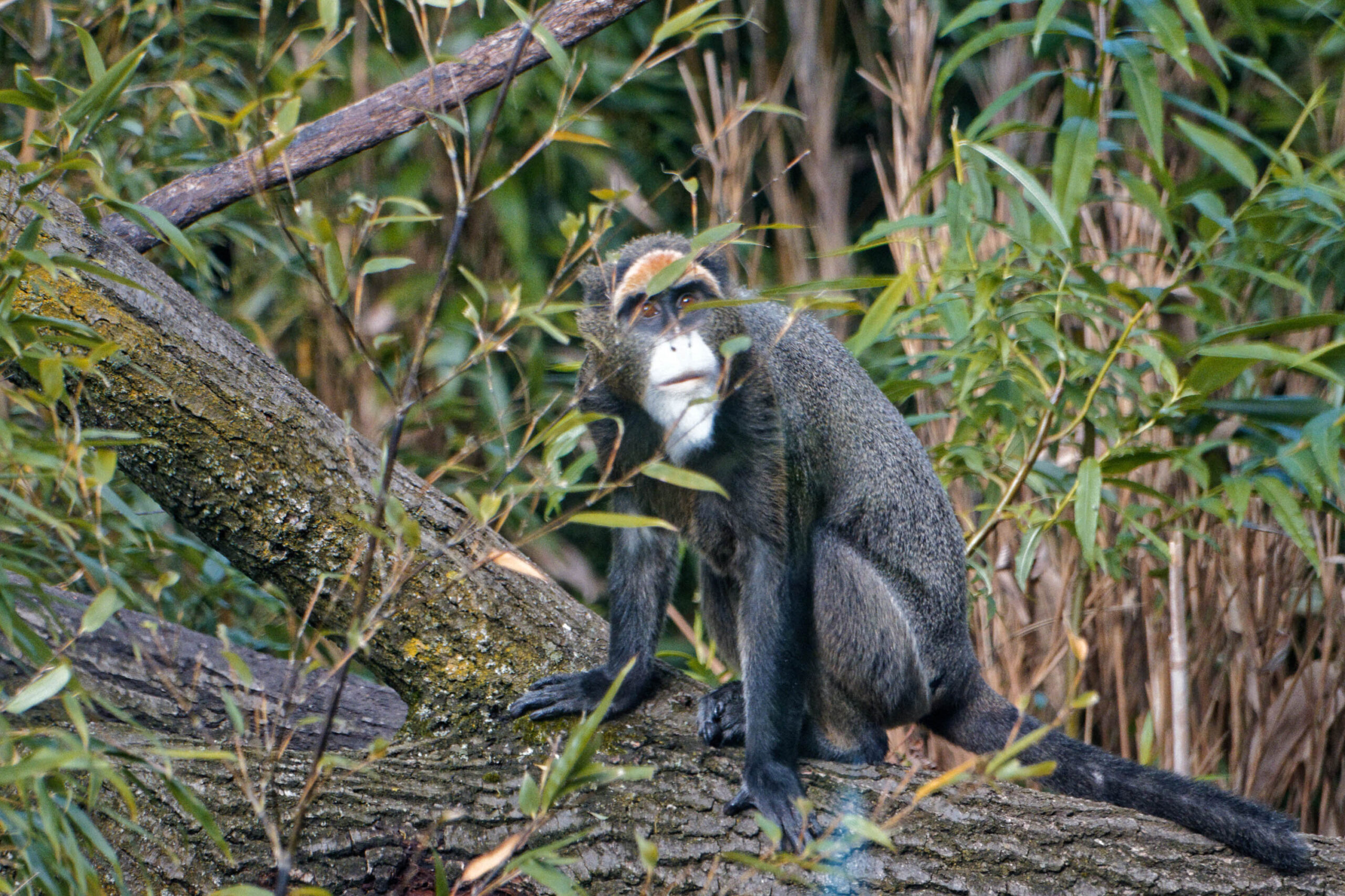 Das Bild zeigt einen Mandrill (Mandrillus sphinx), der auf einem bemoosten Baumstamm sitzt. Der Mandrill ist von dichtem Grün umgeben, was ihm einen natürlichen Lebensraum vorgaukelt. Er blickt nach links, sein Gesichtsausdruck wirkt nachdenklich oder wachsam. Das Bild ist in einem Zoo aufgenommen worden, wahrscheinlich in einer Nachbildung eines tropischen oder subtropischen Habitats. Die Beleuchtung ist diffus, was eine ruhige und friedliche Atmosphäre schafft. Der Mandrill ist das klare Zentrum des Bildes, und seine Fellstruktur und Gesichtszüge sind gut erkennbar.