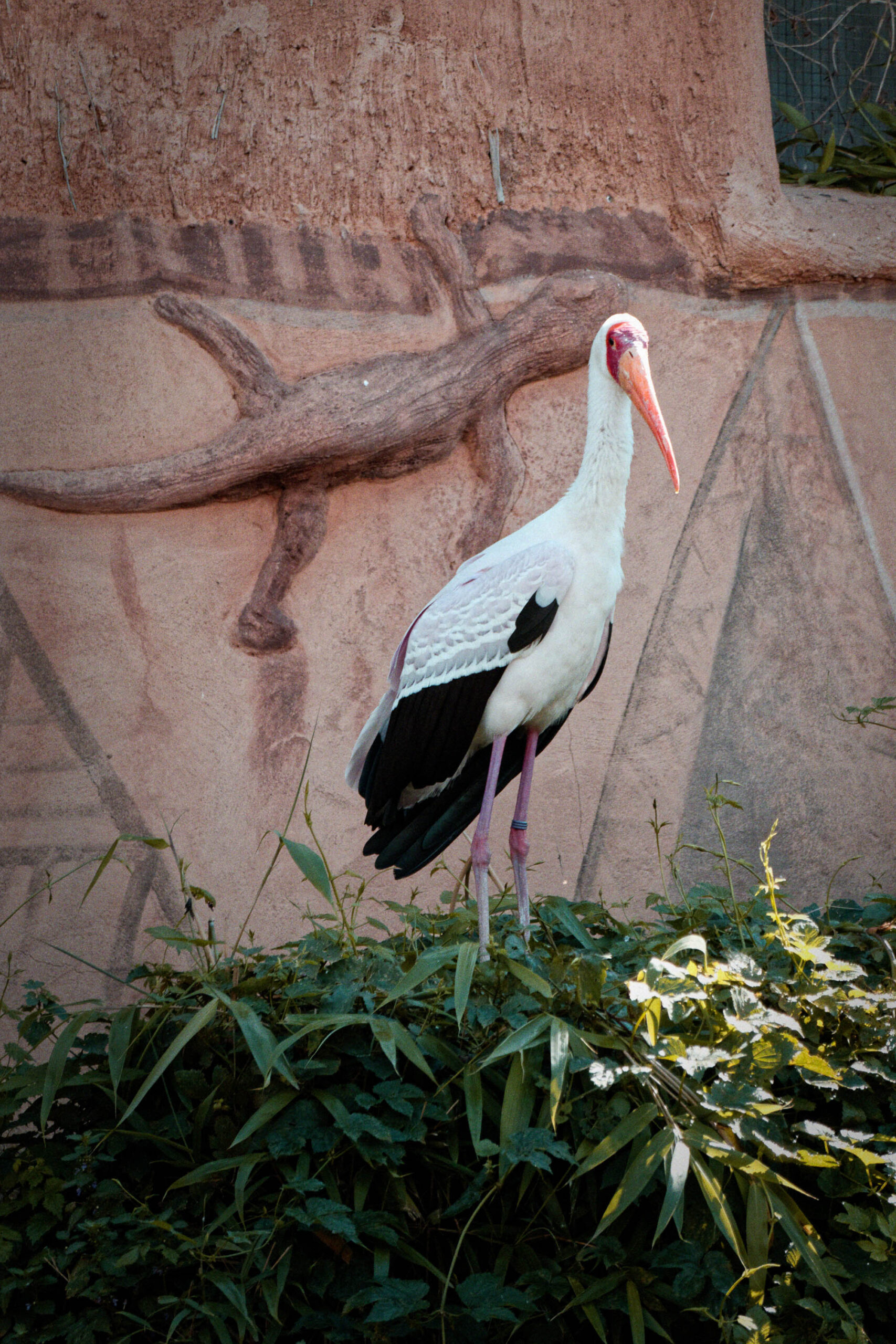Das Bild zeigt einen ausgewachsenen Weißstorch (Ciconia ciconia) in einer Zoo-Umgebung. Der Storch steht auf einem Unterholz aus verschiedenen Pflanzen, darunter grüne Blätter und einige weiße Blüten. Im Hintergrund ist eine rötlich-braune Wand zu sehen, die vermutlich Teil der Gehegegestaltung ist. Das Licht ist gedämpft, was auf eine bewölkte Tageszeit oder eine schattige Position hindeutet. Der Storch steht aufrecht und blickt leicht nach links, wobei sein langer, roter Schnabel deutlich sichtbar ist. Seine langen, dünnen Beine sind ebenfalls gut erkennbar. Die Komposition des Bildes konzentriert sich auf den Vogel, der durch seine Größe und Farbkontraste im Vordergrund steht.