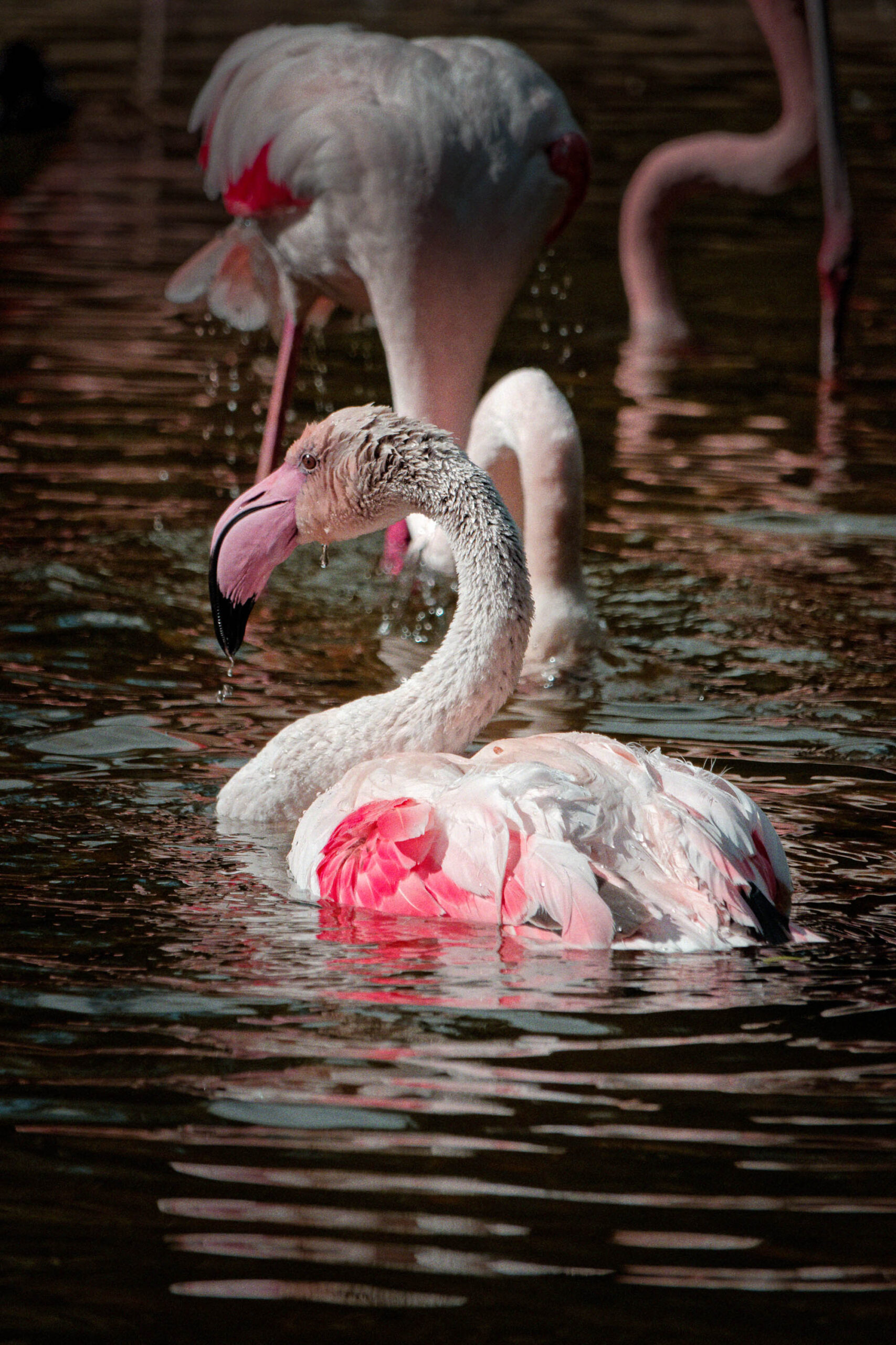 Das Bild zeigt eine Gruppe von Flamingos in einem Wasserbecken. Im Vordergrund steht ein einzelner Flamingo, der sich mit seinem Schnabel putzt. Die anderen Flamingos sind im Hintergrund zu sehen, einige stehen im Wasser, andere sitzen auf dem Beckenboden. Das Wasser ist dunkel und reflektiert das Licht, was für interessante Lichteffekte sorgt. Die Flamingos haben eine typische rosa-weißliche Färbung. Das Bild wurde wahrscheinlich in einem Zoo oder einer ähnlichen Einrichtung aufgenommen, da die Tiere in einer kontrollierten Umgebung gehalten werden.
