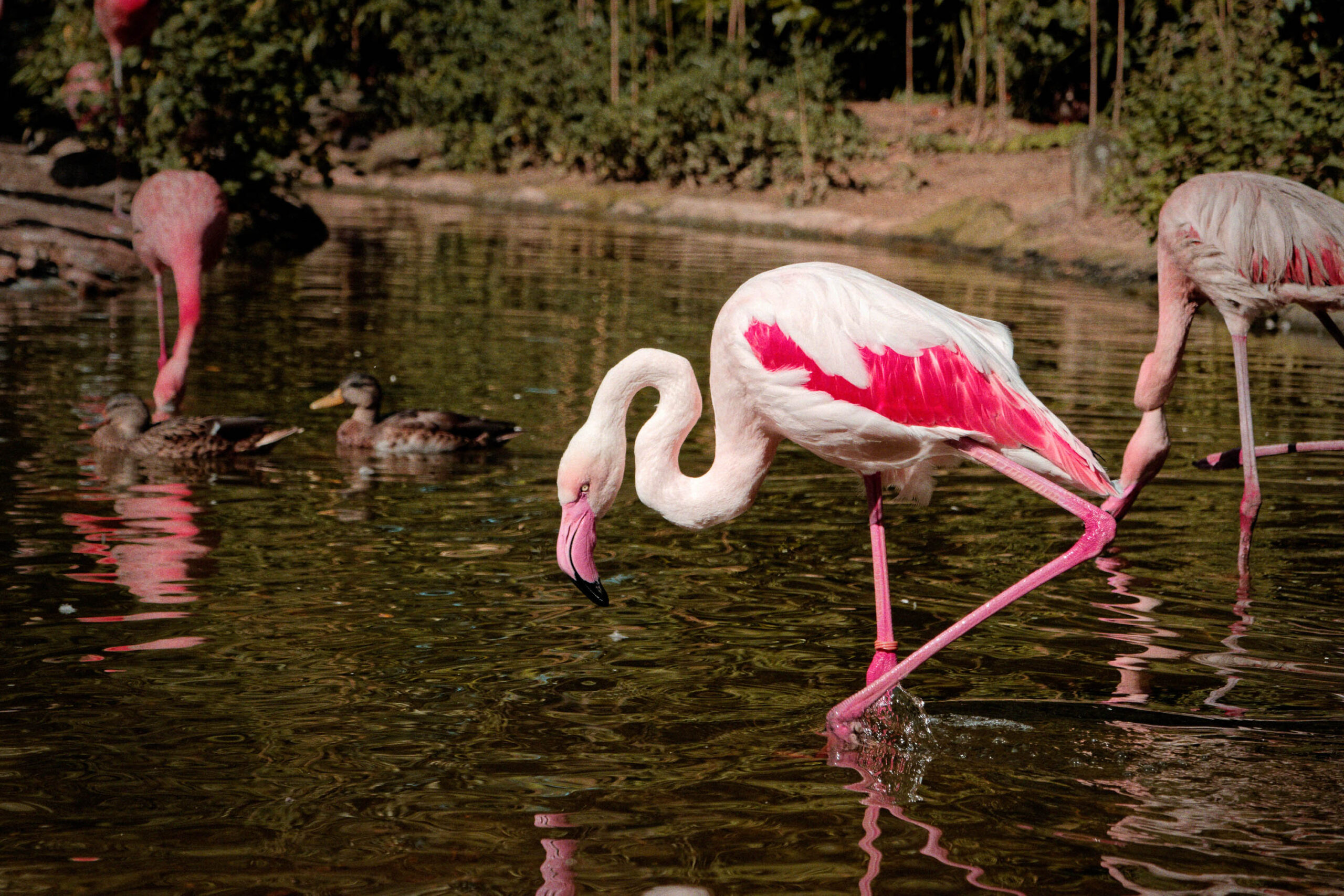 Das Bild zeigt einen einzelnen Flamingo, der im flachen Wasser steht und nach Futter pickt. Der Flamingo hat eine typische rosa-weiß gefärbte Gefieder. Im Hintergrund sind weitere Flamingos zu sehen, die ebenfalls im Wasser stehen oder gehen. Das Wasser ist dunkel und reflektiert die Umgebung. Die Szene wirkt ruhig und friedlich. Das Bild wurde wahrscheinlich in einem Zoo oder einer ähnlichen Einrichtung aufgenommen.