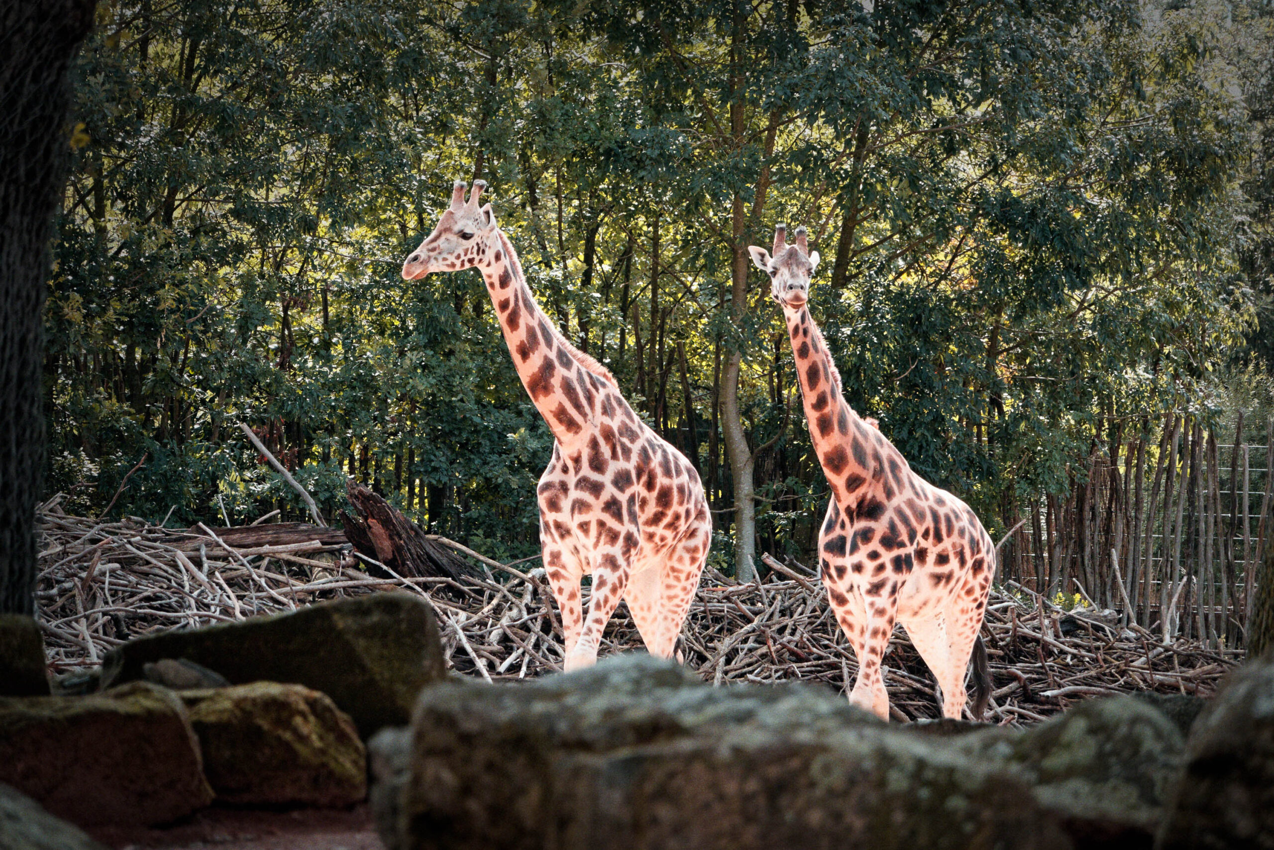Das Bild zeigt zwei Giraffen, die in einem Zoo vor einem dichten Grün stehen. Die Giraffen sind in der Mitte des Bildes platziert und stehen auf einem Felsvorsprung. Im Hintergrund sind Bambus und andere Pflanzen zu sehen. Das Bild ist in warmen Farben gehalten und wirkt sehr natürlich.