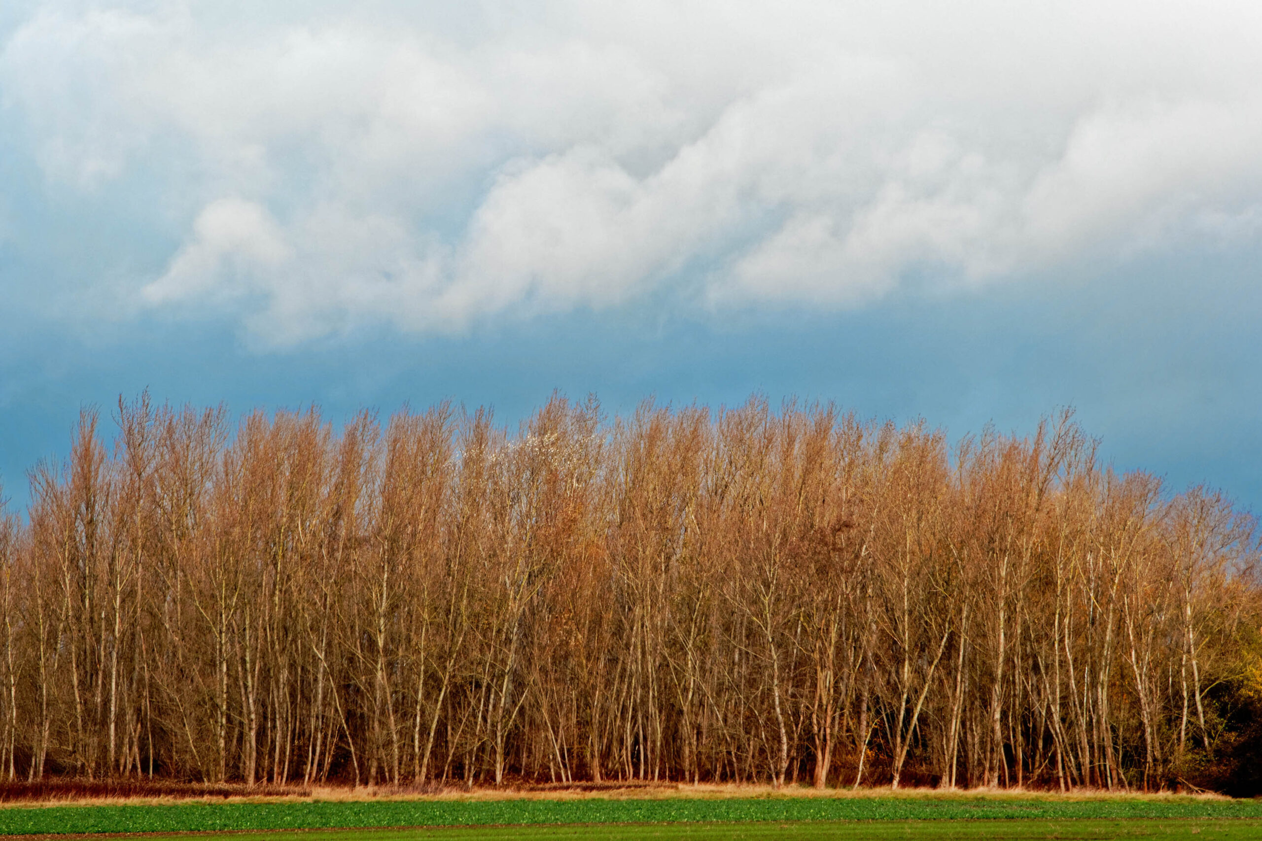 Das Bild zeigt eine dichte Baumreihe, vermutlich Birken (Betula spp.), vor einem dramatischen Himmel. Die Bäume sind kahl, ihre Äste sind deutlich gegen den Himmel sichtbar. Das Gras im Vordergrund ist saftig grün, was einen Kontrast zu den braunen Bäumen und dem bläulichen Himmel bildet. Die Szene vermittelt einen Eindruck von Ruhe und Melancholie, typisch für die Übergangszeit zwischen Herbst und Winter.
