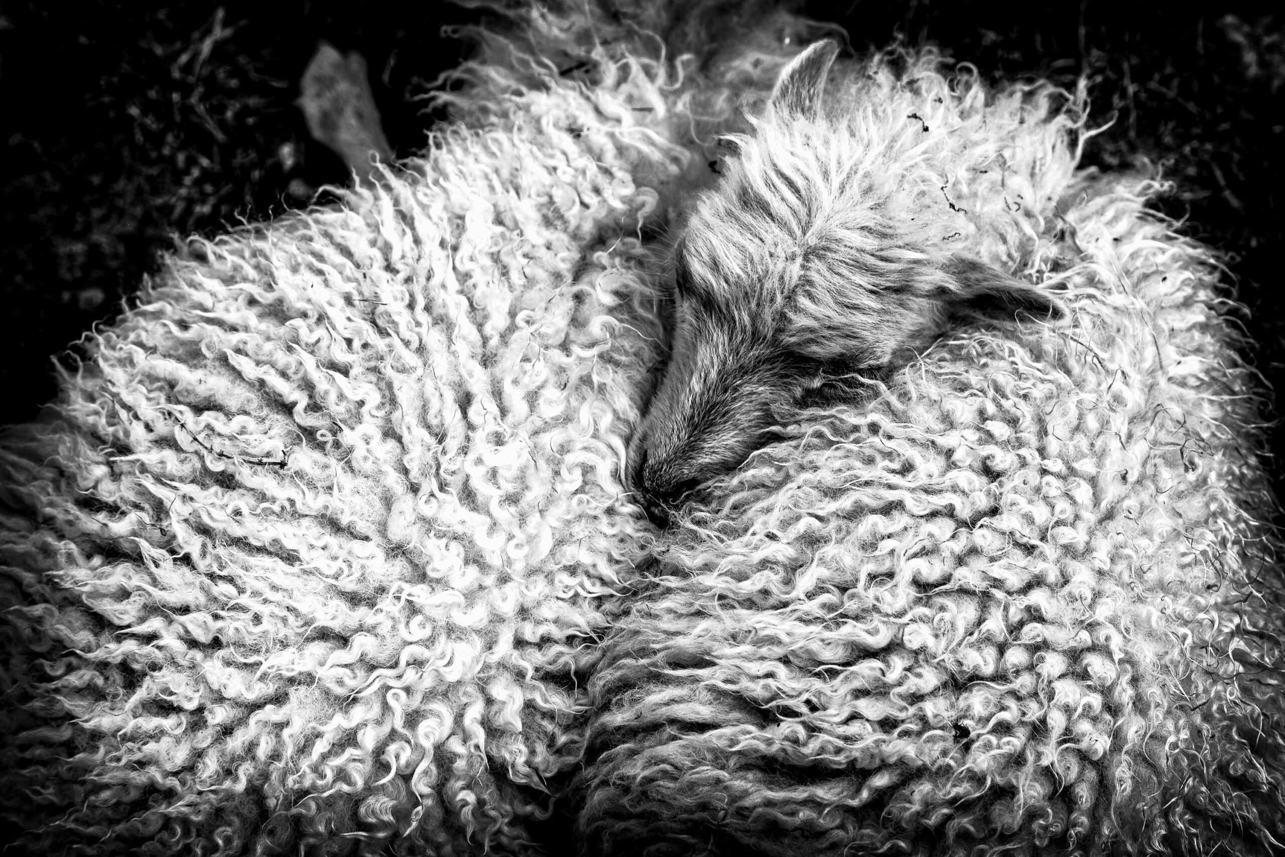 Das Bild zeigt eine sehr detaillierte Nahaufnahme eines schlafenden Schafes. Das Tier scheint sich in einer entspannten Position zusammengekauert zu haben. Das Fell ist außergewöhnlich dicht, lockig und weich wirkend. Die Textur des Fells dominiert das Bild und erzeugt ein Gefühl von Wärme und Geborgenheit. Das Gesicht des Schafes ist nur teilweise sichtbar, was die friedliche und ruhige Atmosphäre des Bildes unterstreicht. Die Schwarz-Weiß-Darstellung verstärkt die Textur und die Kontraste im Fell.
