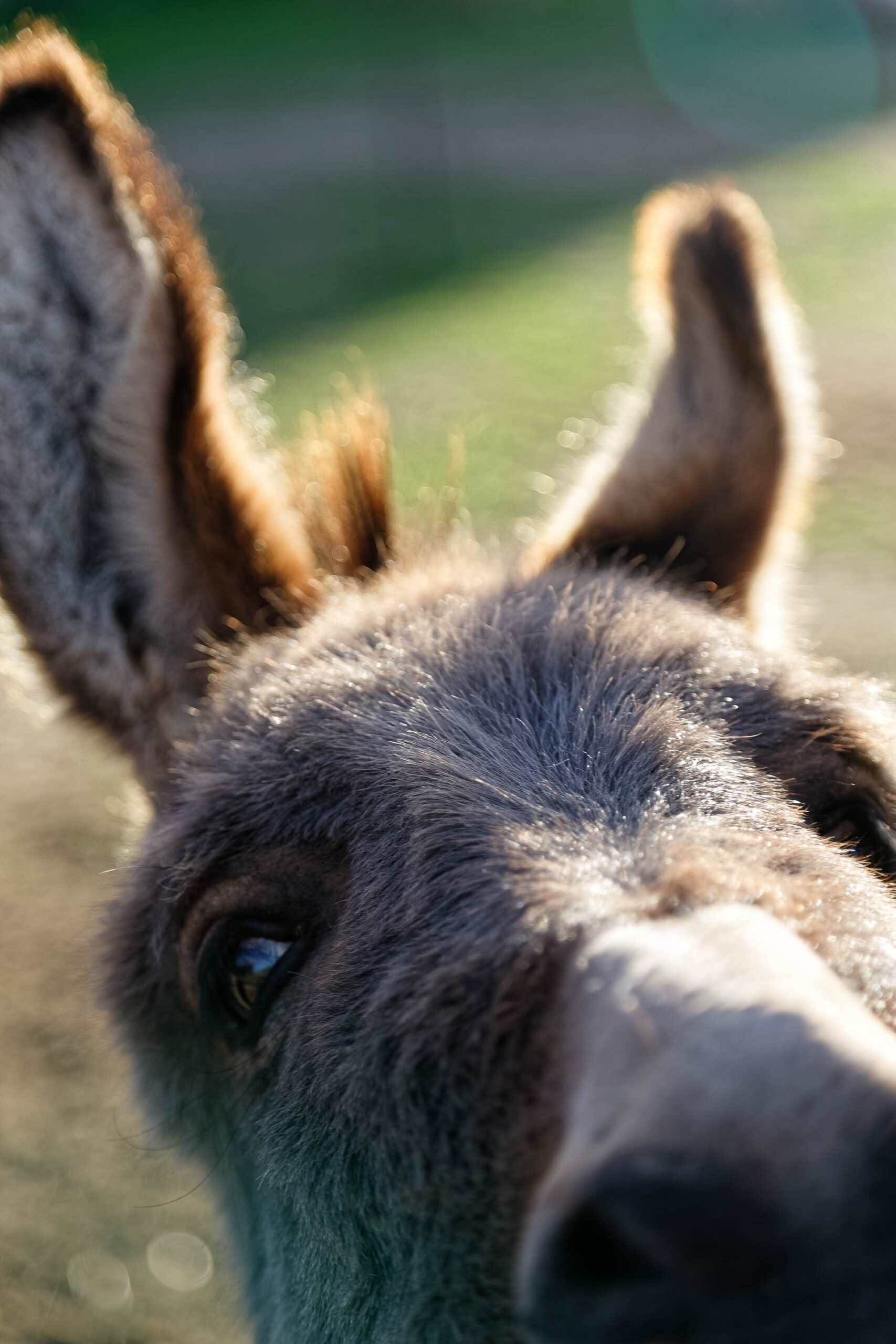Das Bild zeigt eine extrem nahliegende Aufnahme des Kopfes eines Esels. Der Fokus liegt auf den Augen und der Nase des Tieres. Die Ohren sind deutlich sichtbar und ragen seitlich hervor. Der Hintergrund ist unscharf und besteht aus Grün- und Gelbtönen, was auf eine natürliche Umgebung hindeutet. Das Bild erzeugt eine humorvolle und verspielte Atmosphäre, da der Esel den Betrachter direkt anblickt.