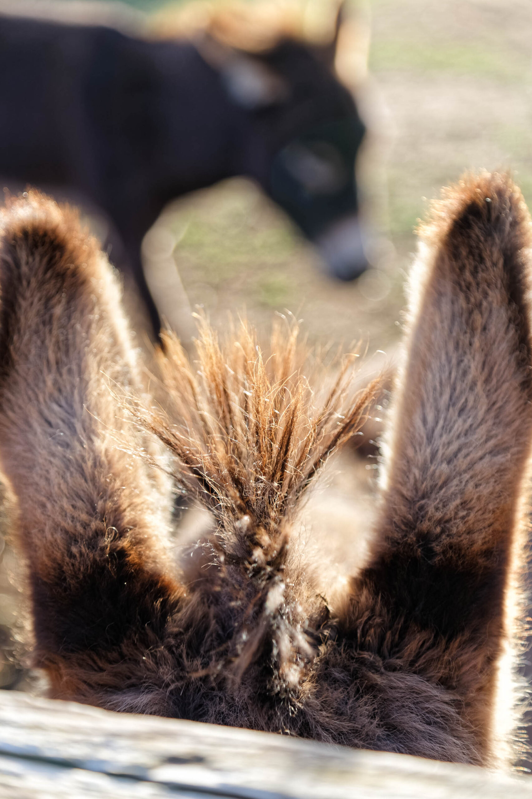 Das Bild zeigt eine Nahaufnahme der Ohren eines Esels, die über eine Holzlatte schauen. Die Ohren sind dicht mit braunem Fell bedeckt und wirken sehr weich. Im Hintergrund ist der Rest des Esels sowie eine grüne Wiese zu sehen. Das Bild ist in warmen Farben gehalten und wirkt friedlich und idyllisch.