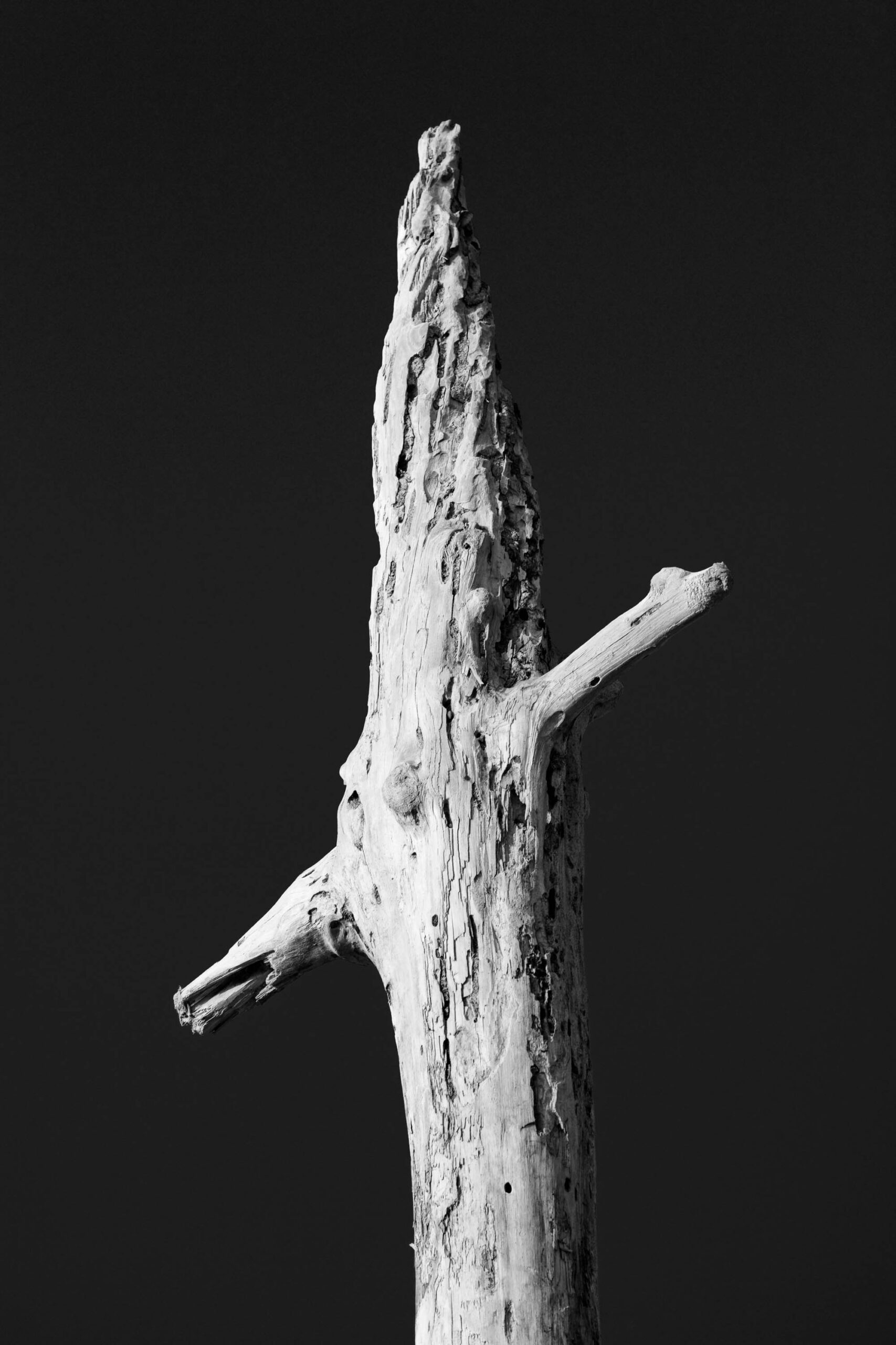 Das vorliegende Schwarz-Weiß-Foto zeigt einen einzelnen, stark verwitterten Baumstamm, der aus dem schwarzen Hintergrund herausragt. Der Stamm ist hoch und schlank, mit zahlreichen Ästen, die in verschiedene Richtungen abzweigen. Die Oberfläche des Holzes ist stark beschädigt und weist zahlreiche Löcher und Risse auf, die auf seine lange Exposition gegenüber den Elementen hindeuten. Die Textur des Holzes ist sehr detailliert und verleiht dem Bild eine raue und natürliche Atmosphäre. Das Bild ist in einem minimalistischen Stil gehalten, wobei der Fokus ausschließlich auf dem Baumstamm liegt. Die Komposition ist einfach, aber effektiv, und erzeugt ein Gefühl von Isolation und Kontemplation.