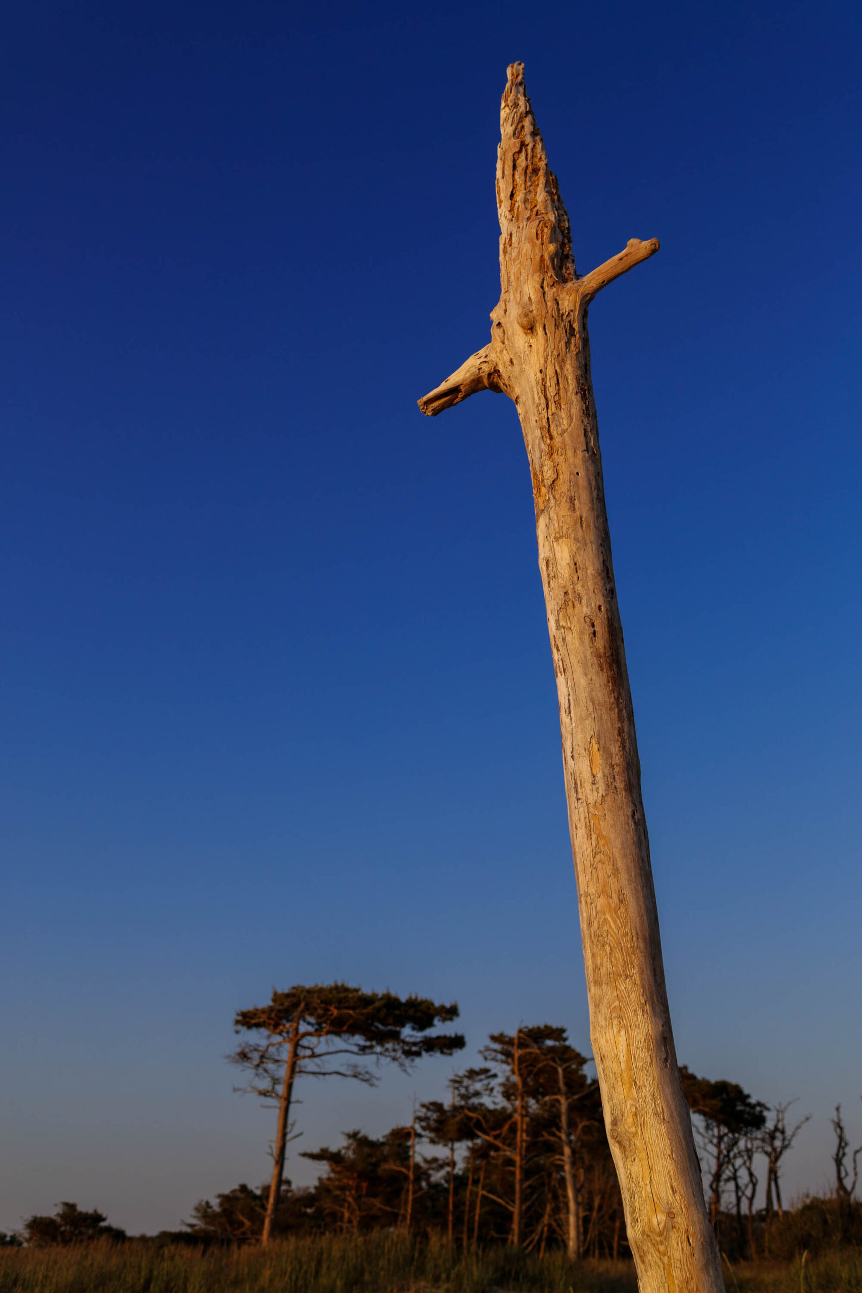Die Aufnahme zeigt einen markanten, verwitterten Baumstamm, der sich wie ein Mahnmal in den Himmel erhebt. Der Stamm ist stark beschädigt und weist deutliche Zeichen von Verwitterung auf, was ihm ein einzigartiges, fast skulpturales Aussehen verleiht. Er steht auf einer Dünenlandschaft, die von goldenem Licht des Sonnenuntergangs erhellt wird. Im Hintergrund sind vereinzelte Kiefern zu sehen, die die Weite der Landschaft unterstreichen. Der Himmel ist tiefblau und erzeugt einen starken Kontrast zum goldenen Licht und dem hellen Stamm.