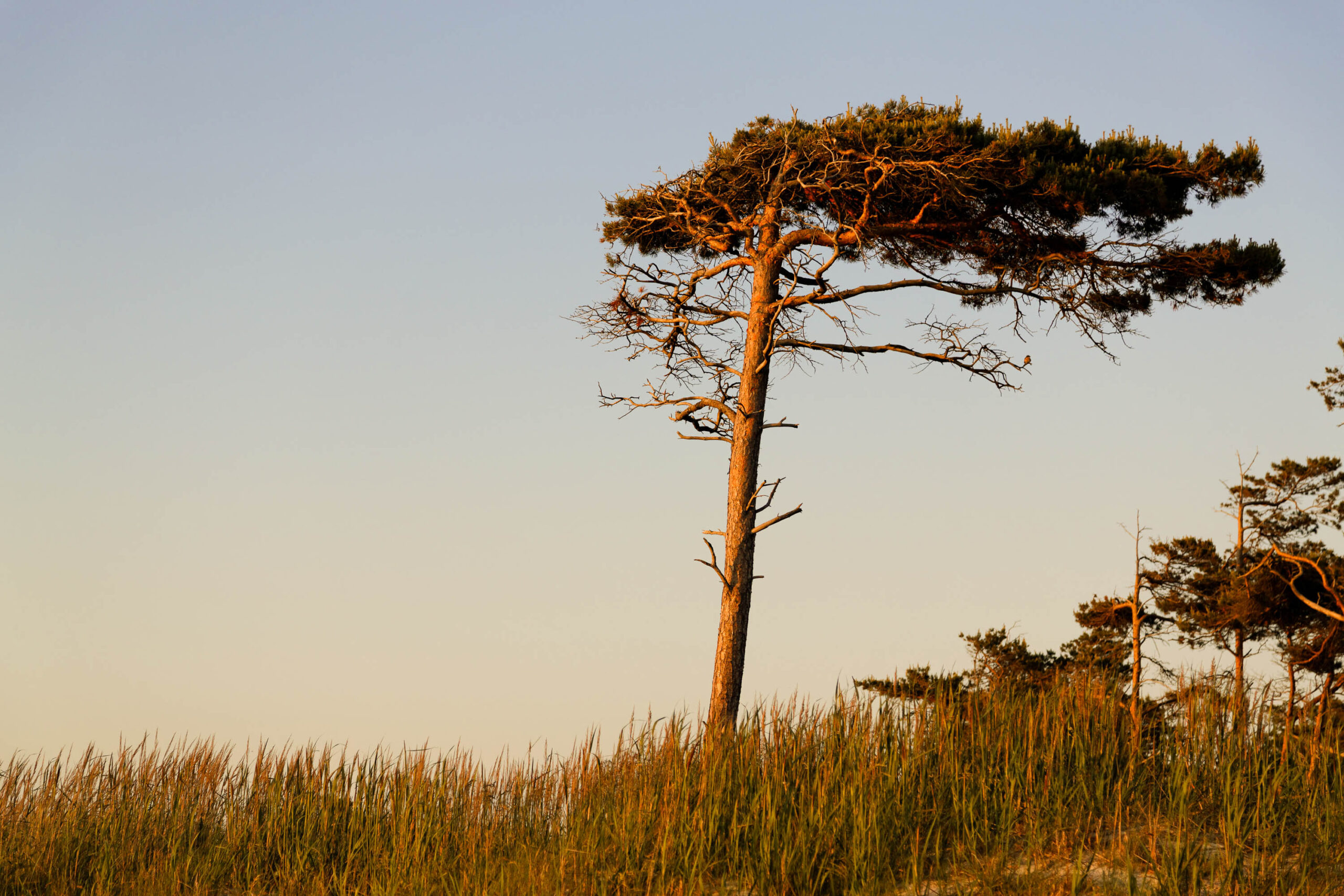 Die Aufnahme zeigt eine dramatische Landschaftsaufnahme des Weststrandes des Darss. Im Vordergrund dominiert ein einzelner, stark vom Wind geformter Baum, der sich deutlich von der umgebenden Dünenlandschaft abhebt. Die Düne ist mit gelb-braunem Gras bewachsen. Im Hintergrund sind weitere Bäume in der Ferne erkennbar. Der Himmel ist in sanften, warmen Farben gehalten, was auf eine frühmorgendliche oder abendliche Stunde hindeutet. Die Beleuchtung betont die Textur des Grases und die Konturen des Baumes.