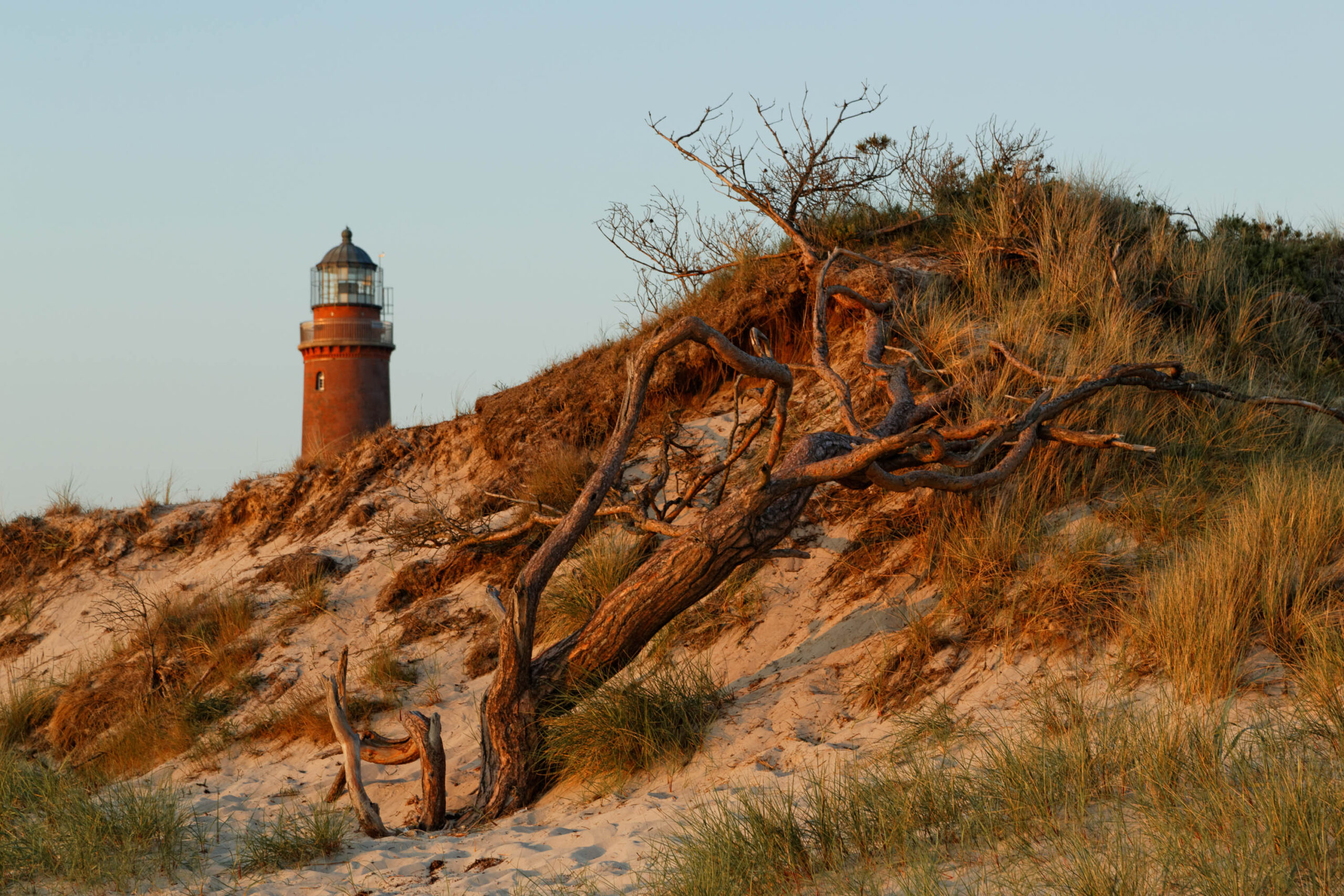 Das Foto zeigt eine malerische Szene am Weststrand des Darß, mit dem charakteristischen Darßer Leuchtturm im Hintergrund. Die Düne ist mit trockenem, goldenem Gras bedeckt, das im warmen Licht der untergehenden Sonne leuchtet. Ein verdrehtes, totes Baumstück steht im Vordergrund und verleiht dem Bild eine gewisse Dramatik und Textur. Der Darßer Leuchtturm, ein markantes Wahrzeichen der Region, steht auf einem erhöhten Punkt und bietet einen schönen Kontrast zur natürlichen Umgebung. Die Szene vermittelt ein Gefühl von Ruhe und Abgeschiedenheit.