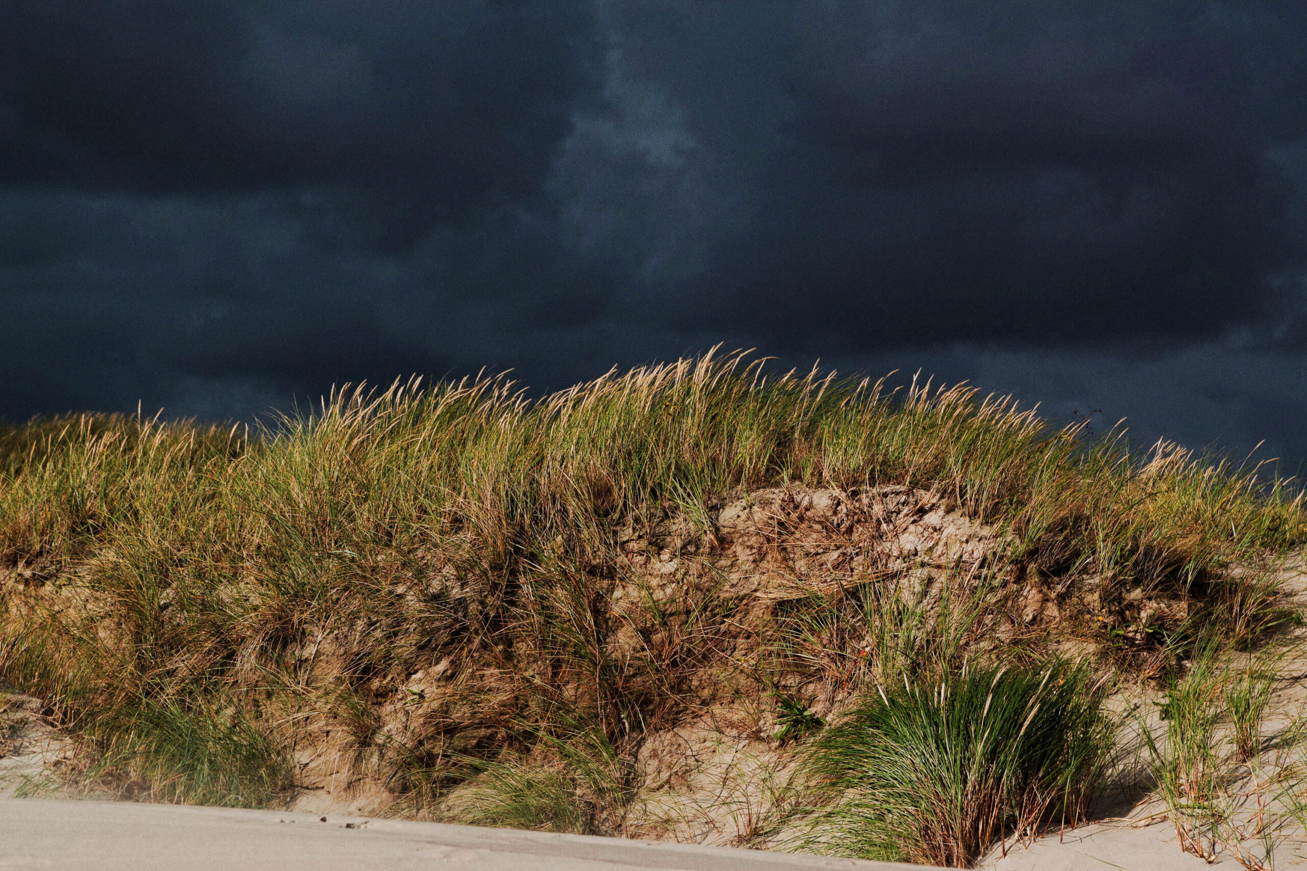Die Aufnahme zeigt eine typische Dünenszene in St. Peter-Ording. Im Vordergrund erheben sich sandige Dünen, die dicht bewachsen sind mit Strandhafer (Ammophila arenaria). Der Strandhafer bildet dichte Büsche und stabilisiert den Sand. Der Himmel ist dunkel und bedrohlich, was eine dramatische Atmosphäre erzeugt. Die Farben sind gedämpft, wobei der Sand in verschiedenen Brauntönen und der Strandhafer in verschiedenen Grüntönen dargestellt wird. Die Aufnahme ist gut belichtet und scharf, wobei die Details der Dünen und des Strandes gut erkennbar sind.