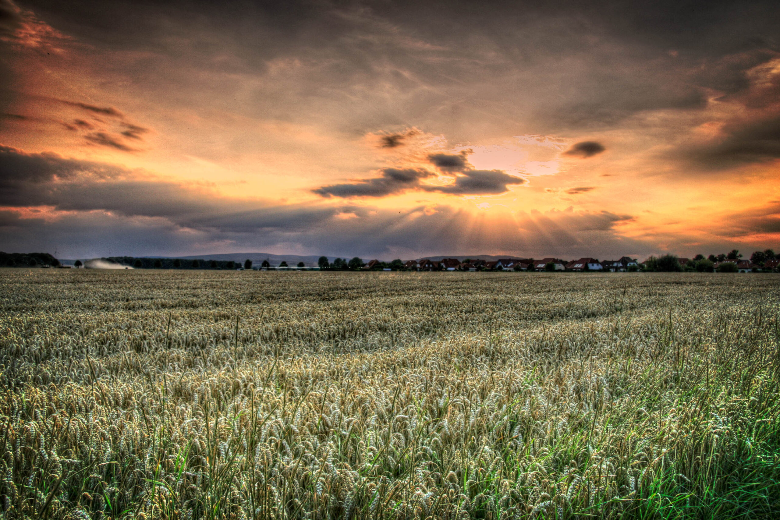 Die Aufnahme zeigt eine weite Landschaftsperspektive eines Getreidefeldes im Abendlicht. Das Feld füllt den Großteil des Bildes und zeigt reifes Getreide, das sich sanft im Wind wiegt. Im Hintergrund sind Häuser einer Siedlung erkennbar, die durch die Entfernung verschwommen wirken. Der Himmel ist von einem warmen Orange- und Gelbton durchzogen, der durch die untergehenden Sonnenstrahlen entsteht. Wolken ziehen über den Himmel und sorgen für einen dynamischen Effekt. Die Szene vermittelt eine friedliche und idyllische Atmosphäre.