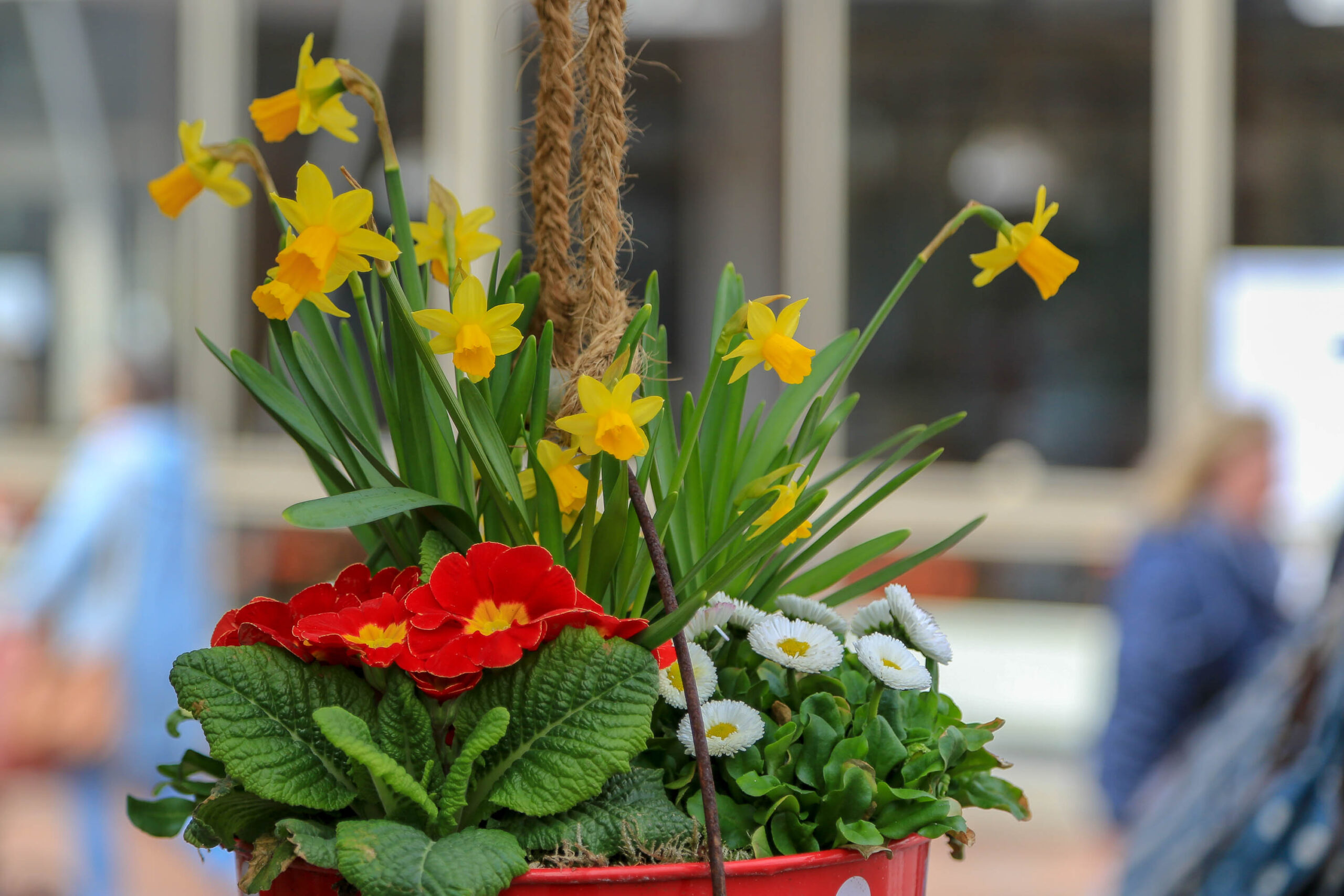 Das Bild zeigt einen roten Blumenkübel, der mit verschiedenen Frühlingsblumen gefüllt ist. Im Vordergrund dominieren leuchtend gelbe Narzissen (Narcissus), gefolgt von leuchtend roten Schlüsselblumen (Primula) und weißen Kamillen (Chamaemelum). Die Blumen sind dicht beieinander gepflanzt und bilden einen farbenfrohen Kontrast zum roten Kübel. Im Hintergrund sind verschwommene Personen und eine Gebäudestruktur erkennbar. Die Aufnahme wurde offenbar im April 2018 auf der Insel Wangerooge in der Nordsee gemacht.