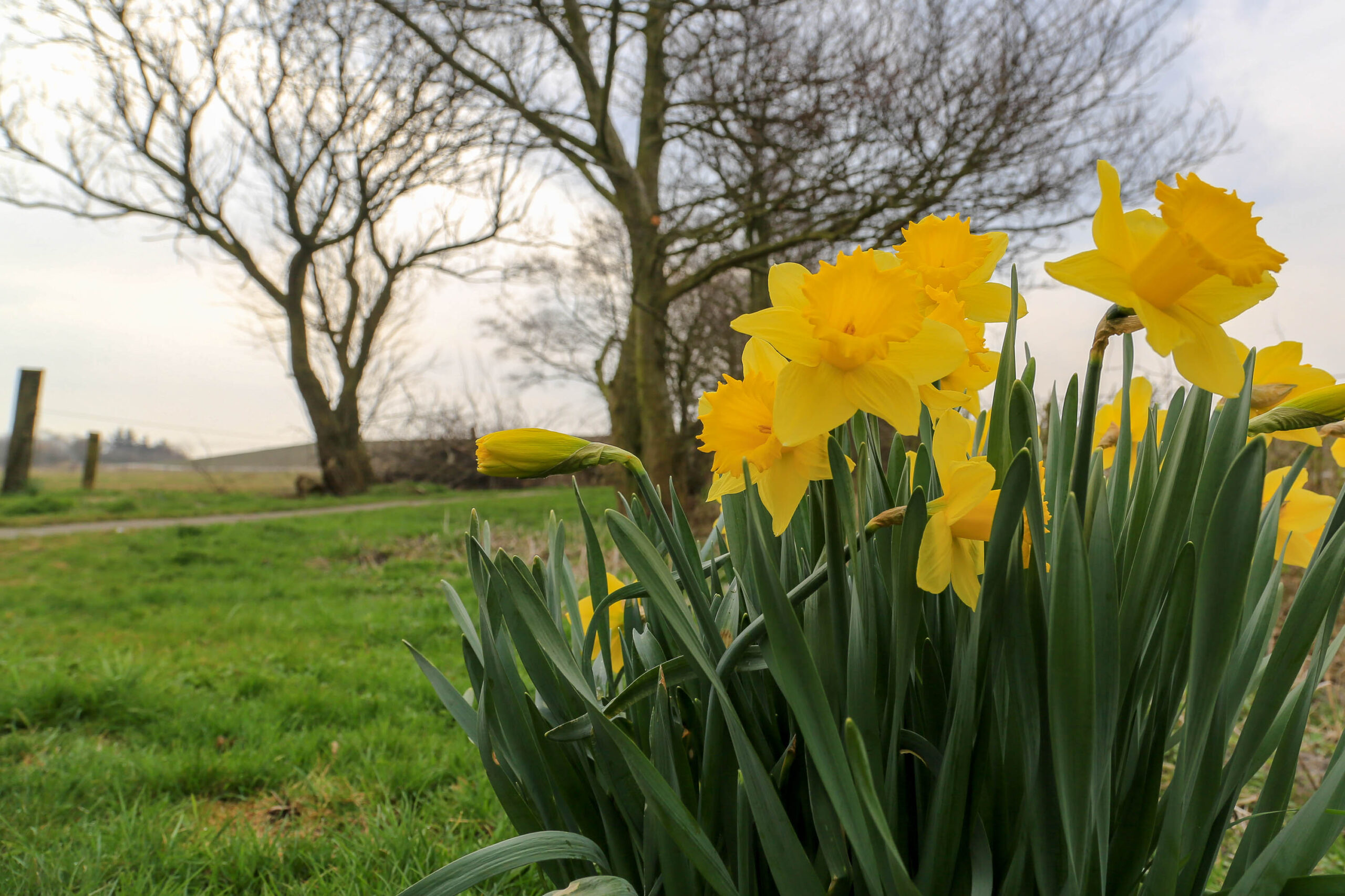 Das Bild zeigt eine Nahaufnahme von gelben Narzissen, die aus dem grünen Gras sprießen. Im Hintergrund sind Bäume und eine Landschaft zu sehen. Der Himmel ist bedeckt, was eine ruhige und friedliche Atmosphäre schafft. Die Narzissen sind im Fokus und ihre leuchtenden Farben kontrastieren mit dem Grün des Grases und dem Grau des Himmels.