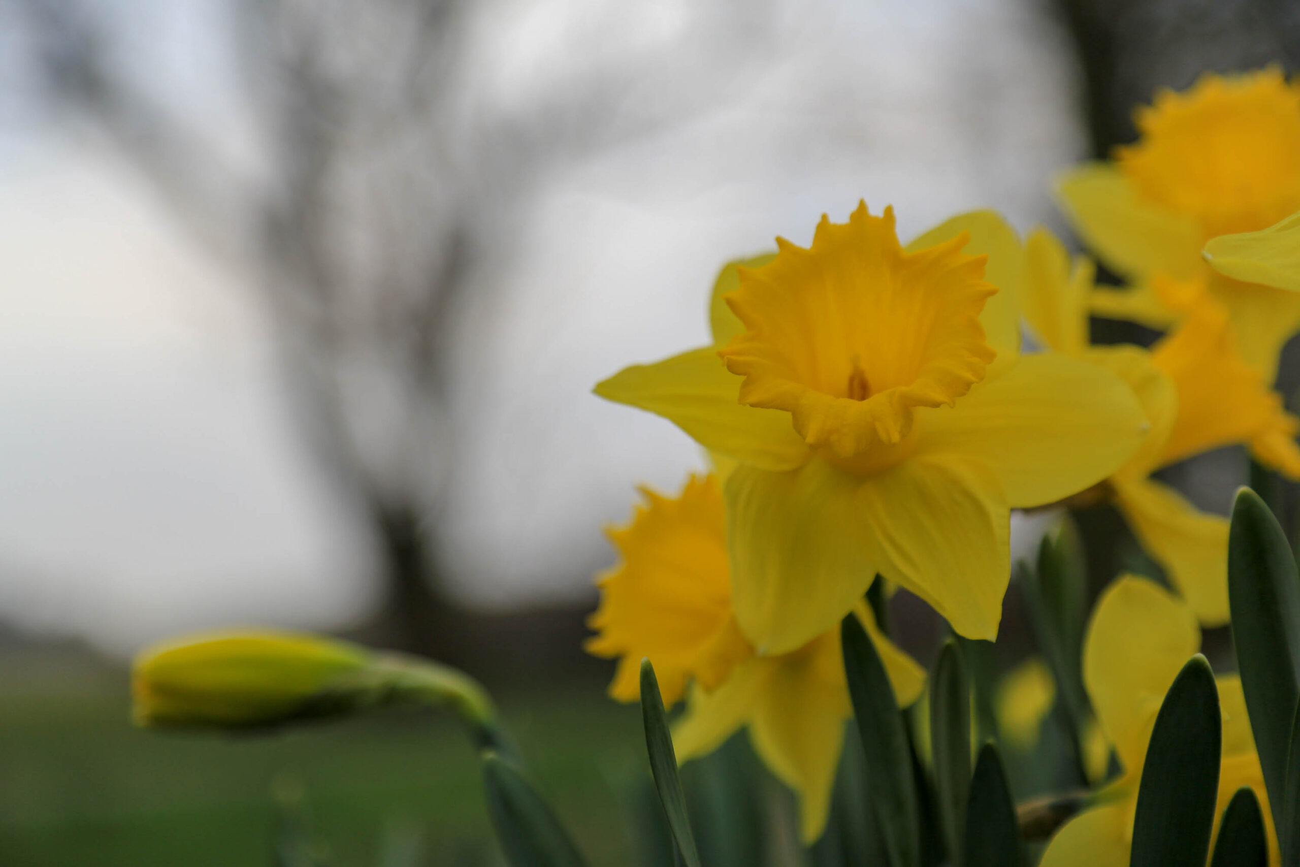 Das Bild zeigt eine Nahaufnahme von leuchtend gelben Narzissen (Narcissus) in voller Blüte. Die Blütenblätter sind gewellt und strahlen eine frische, frühlingshafte Atmosphäre aus. Im Hintergrund sind unscharf grüne Gräser und der Stamm eines Baumes erkennbar. Der Himmel ist bedeckt, was eine sanfte, diffuse Beleuchtung erzeugt. Die Aufnahme fängt die Schönheit der Natur auf der Insel Wangerooge im April ein.
