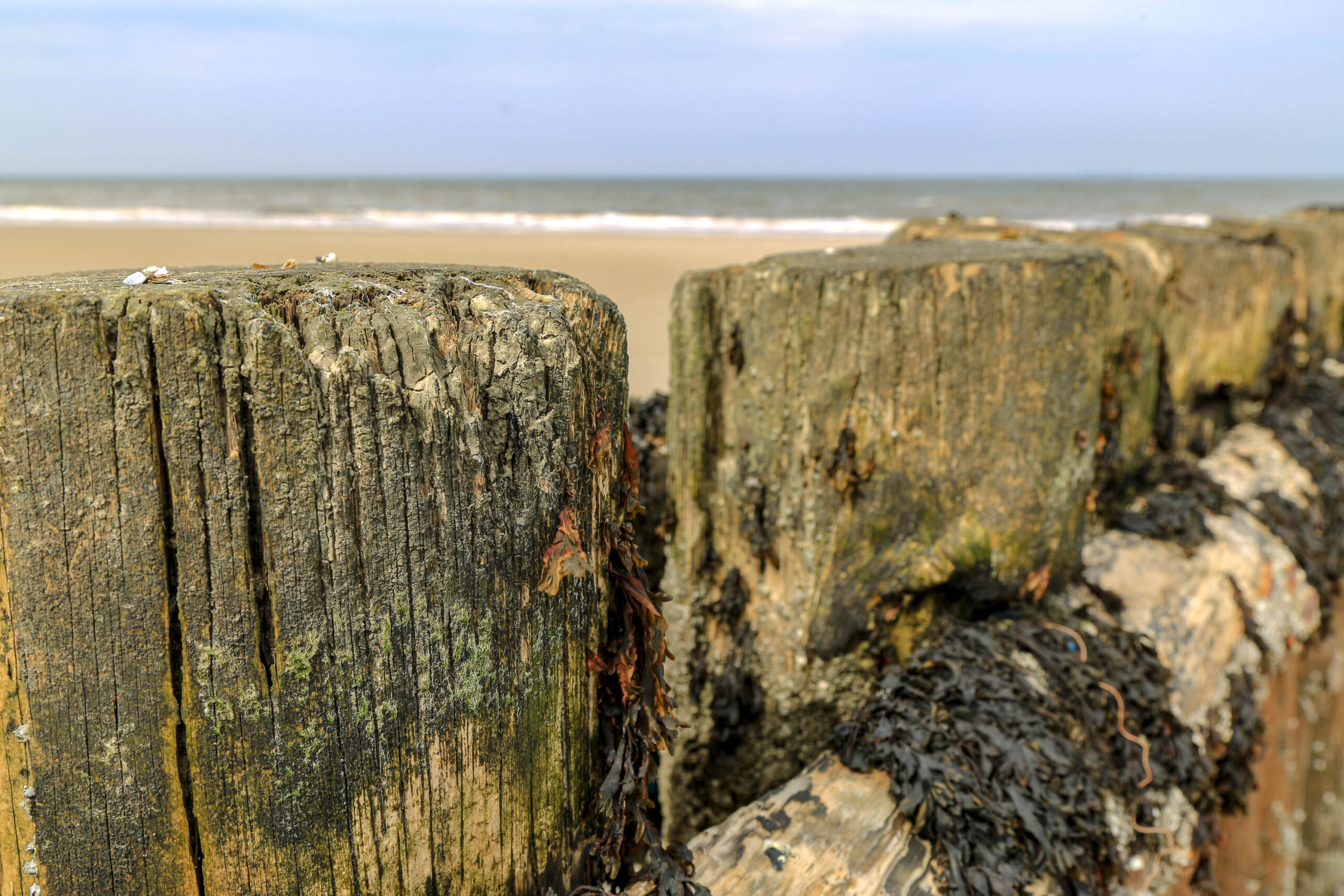 Das Bild zeigt eine Nahaufnahme von Holzpfählen, die einen Deich bilden. Die Pfähle sind stark verwittert und mit Seetang bedeckt, was auf ihre Nähe zum Meer hinweist. Im Hintergrund ist ein Sandstrand und das Nordsee zu sehen. Die Farben sind gedämpft, was die Atmosphäre der Küste widerspiegelt. Das Bild wurde im April 2018 auf der Insel Wangerooge aufgenommen.