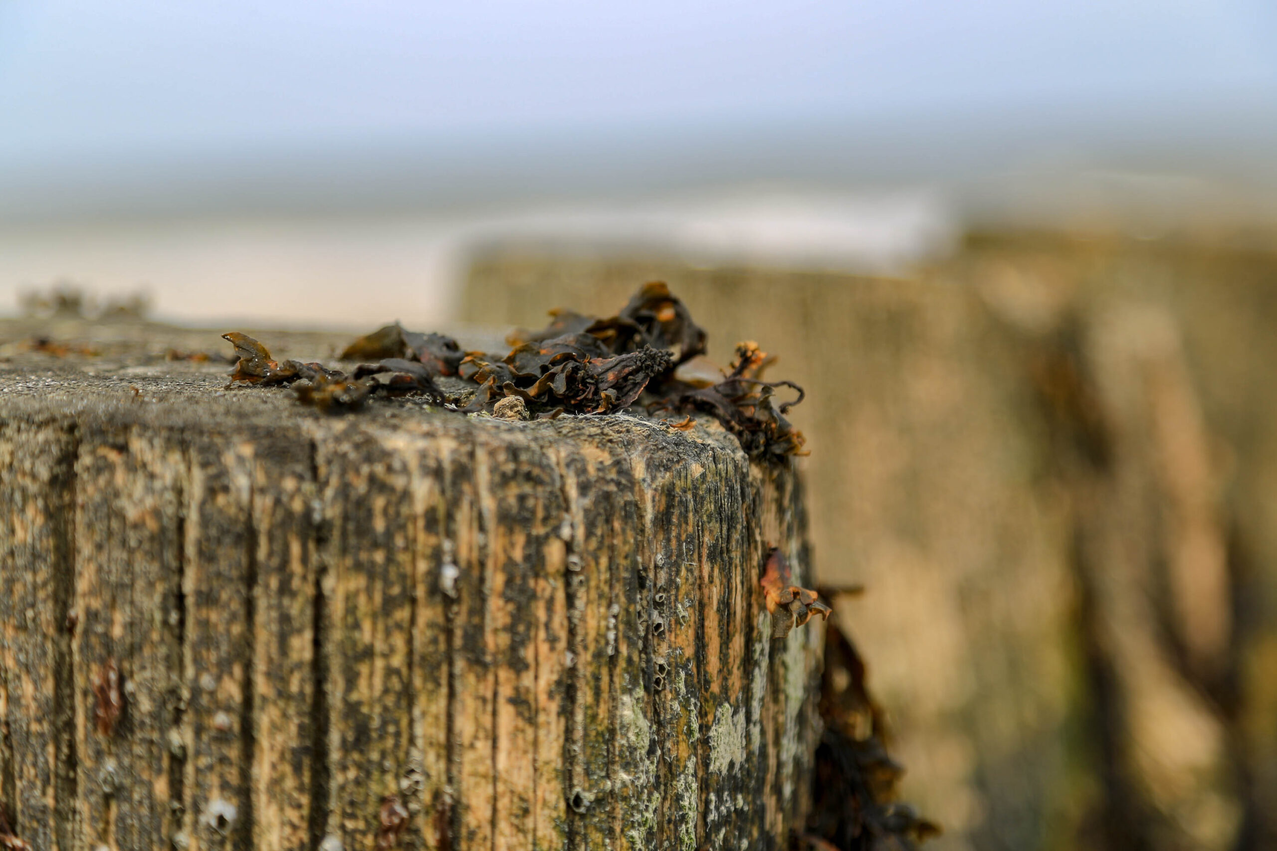 Das Bild zeigt eine Nahaufnahme eines verwitterten Holzpfostens, vermutlich Teil eines Deichs. Auf der Oberseite des Pfostens befindet sich eine Ansammlung von dunklem Seetang. Im Hintergrund ist ein trüber, grauer Himmel und das Meer zu sehen. Die Schärfentiefe ist gering, was den Fokus auf den Seetang und die Textur des Holzes lenkt. Die Farben sind gedämpft und wirken melancholisch, was die Atmosphäre eines trüben Tages an der Nordsee widerspiegelt.
